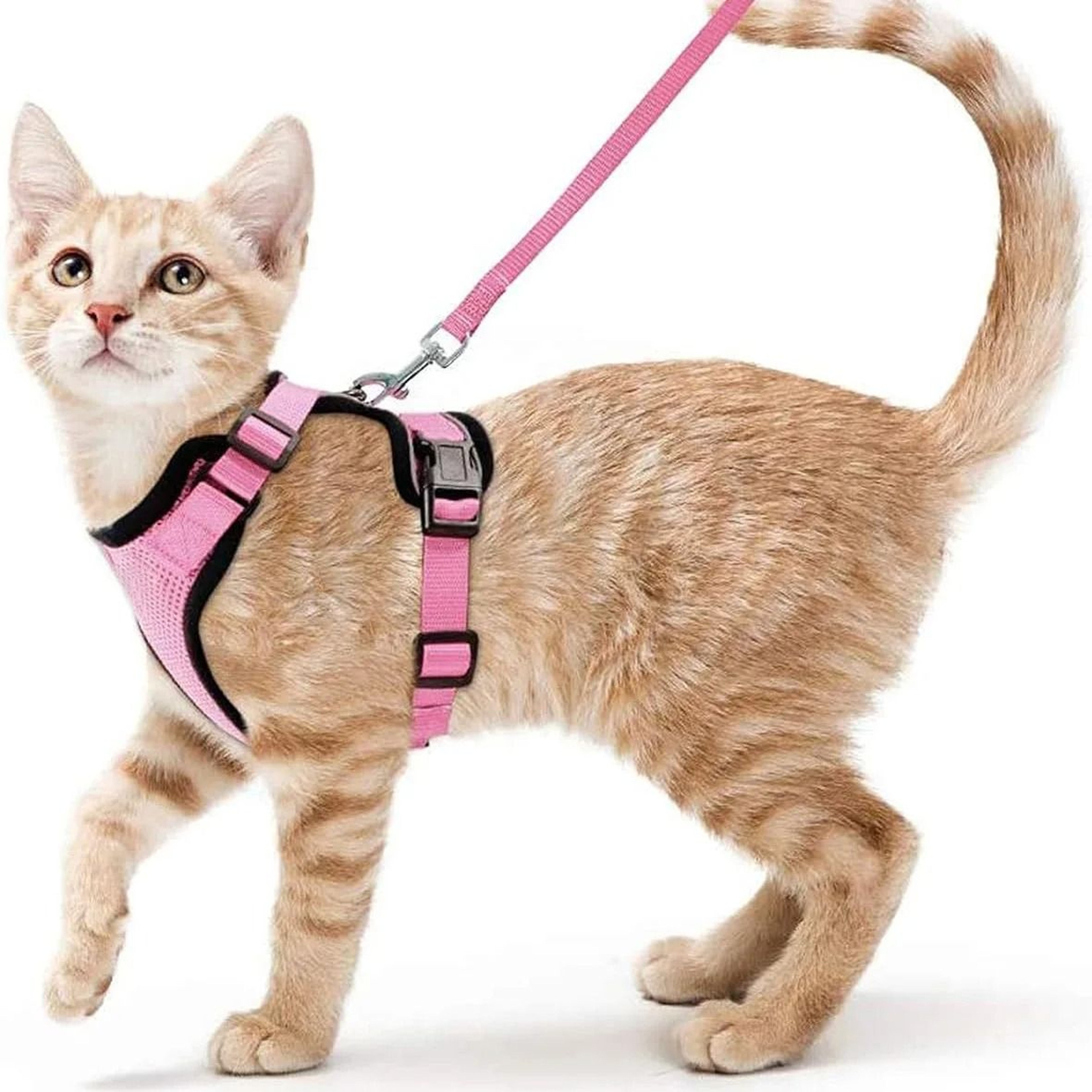 Escape Proof Cat Harness And Leash Soft Adjustable Vest For Walking And Training Cats 7