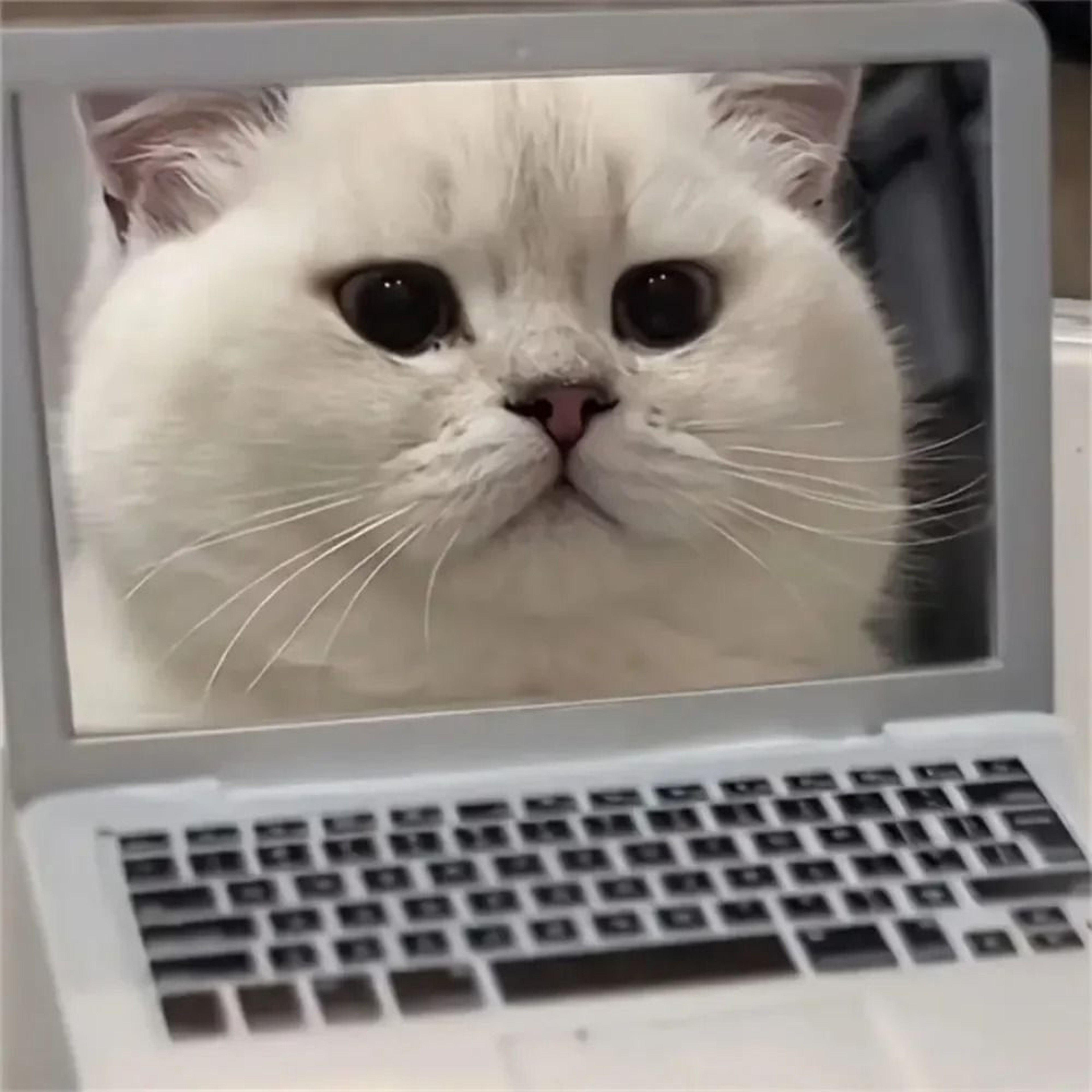 Mini Interactive Cat Toy Tiny Cat Laptop Mirror Play Toy For Kittens And Cats 3