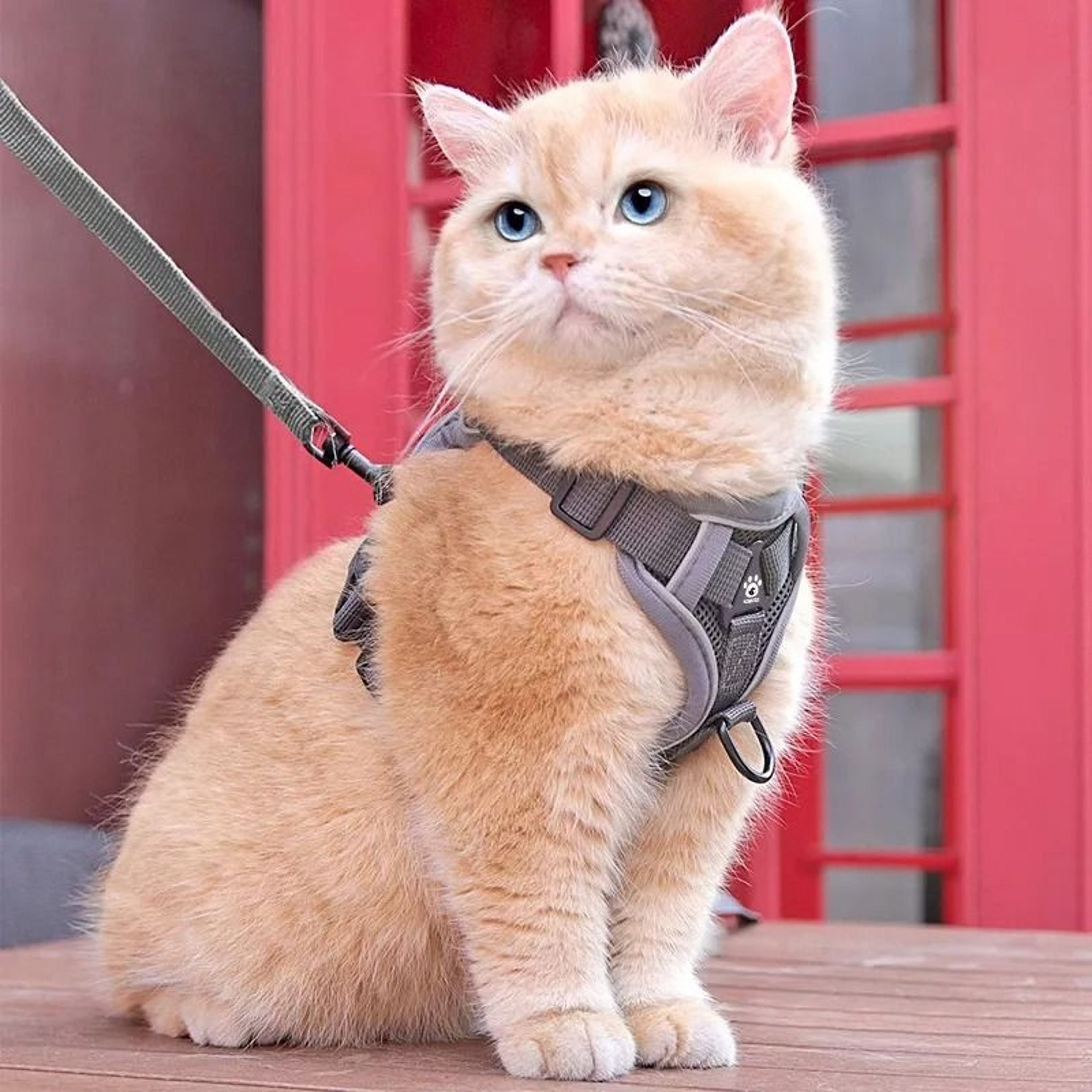Adjustable Anti Escape Cat Harness And Leash Set 9