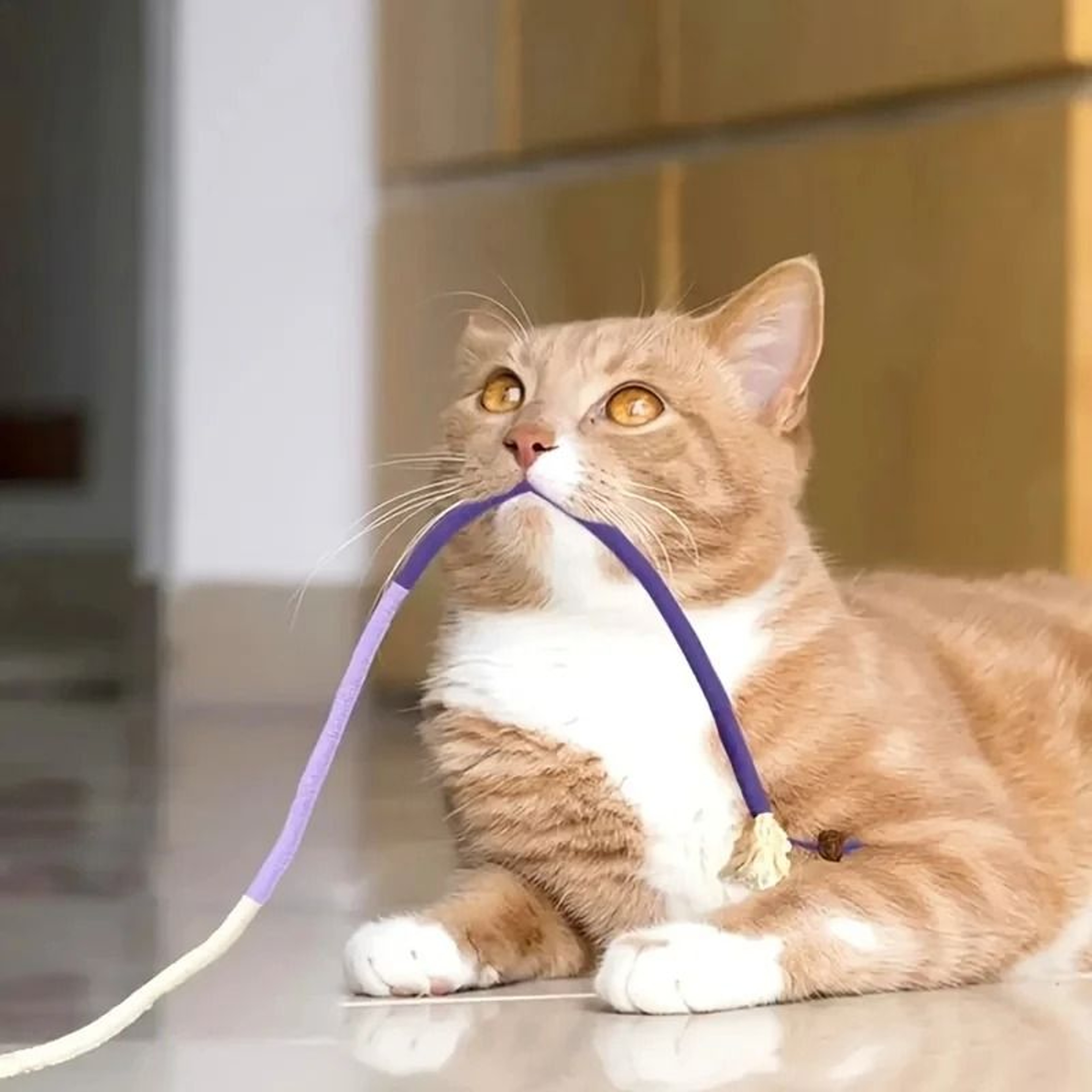 Silvervine Cat Chew Toy Interactive Dental Rope For Kittens 8