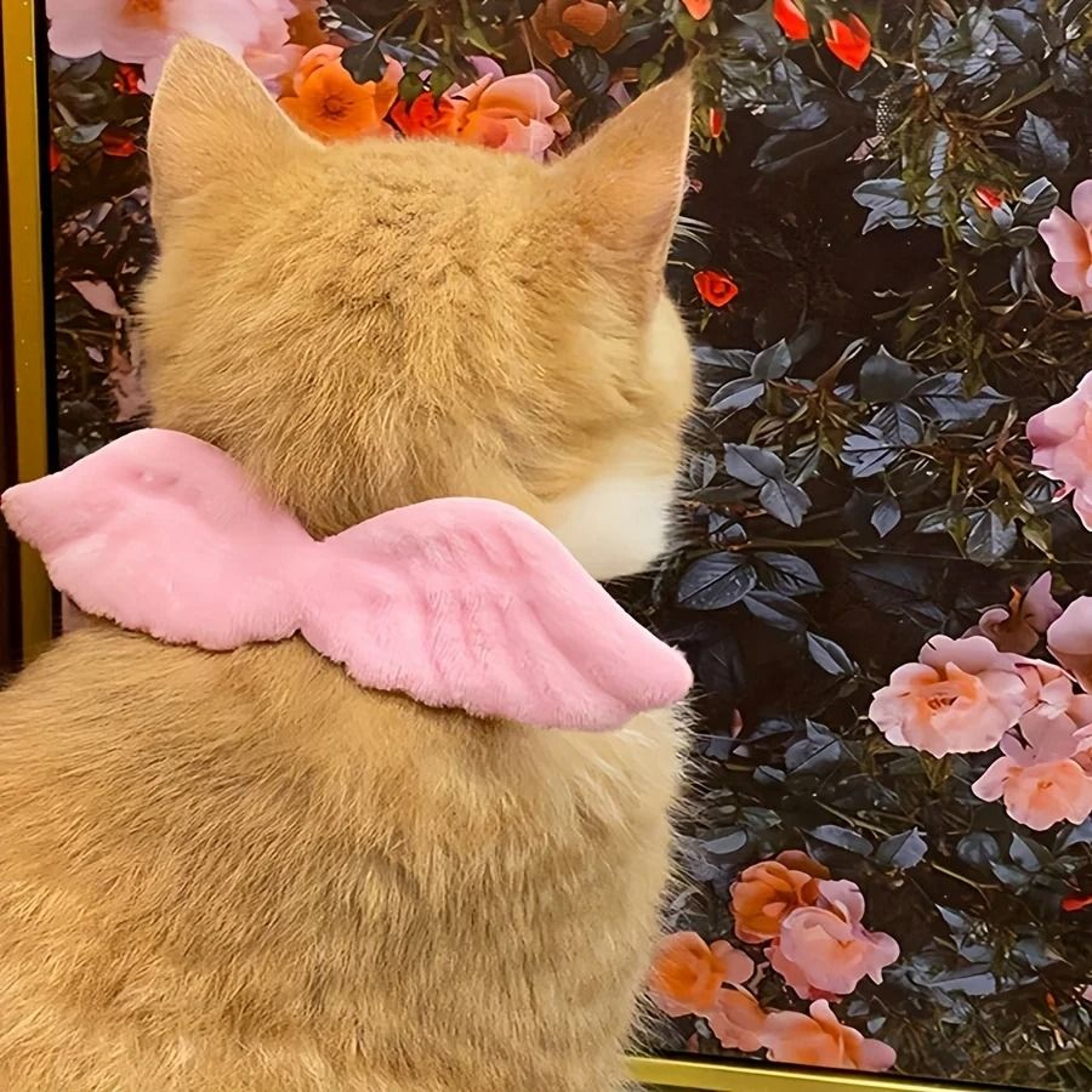 Pet Wing Costume Collar With Bow Tie For Holiday Photos And Cute Dress Up 0