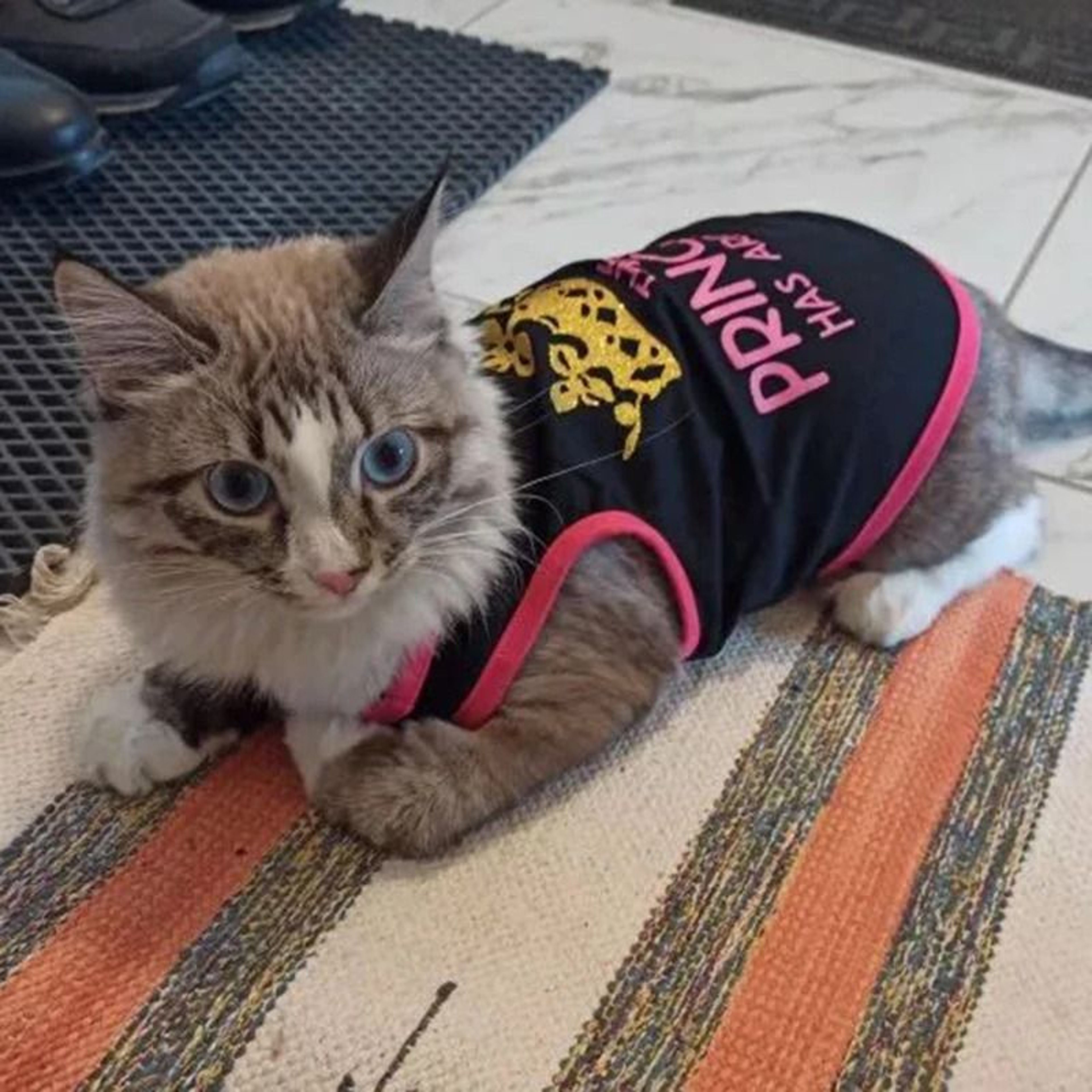 Summer Cotton Sphynx Cat T Shirt Vest Princess Print For Small Cats Puppies 12
