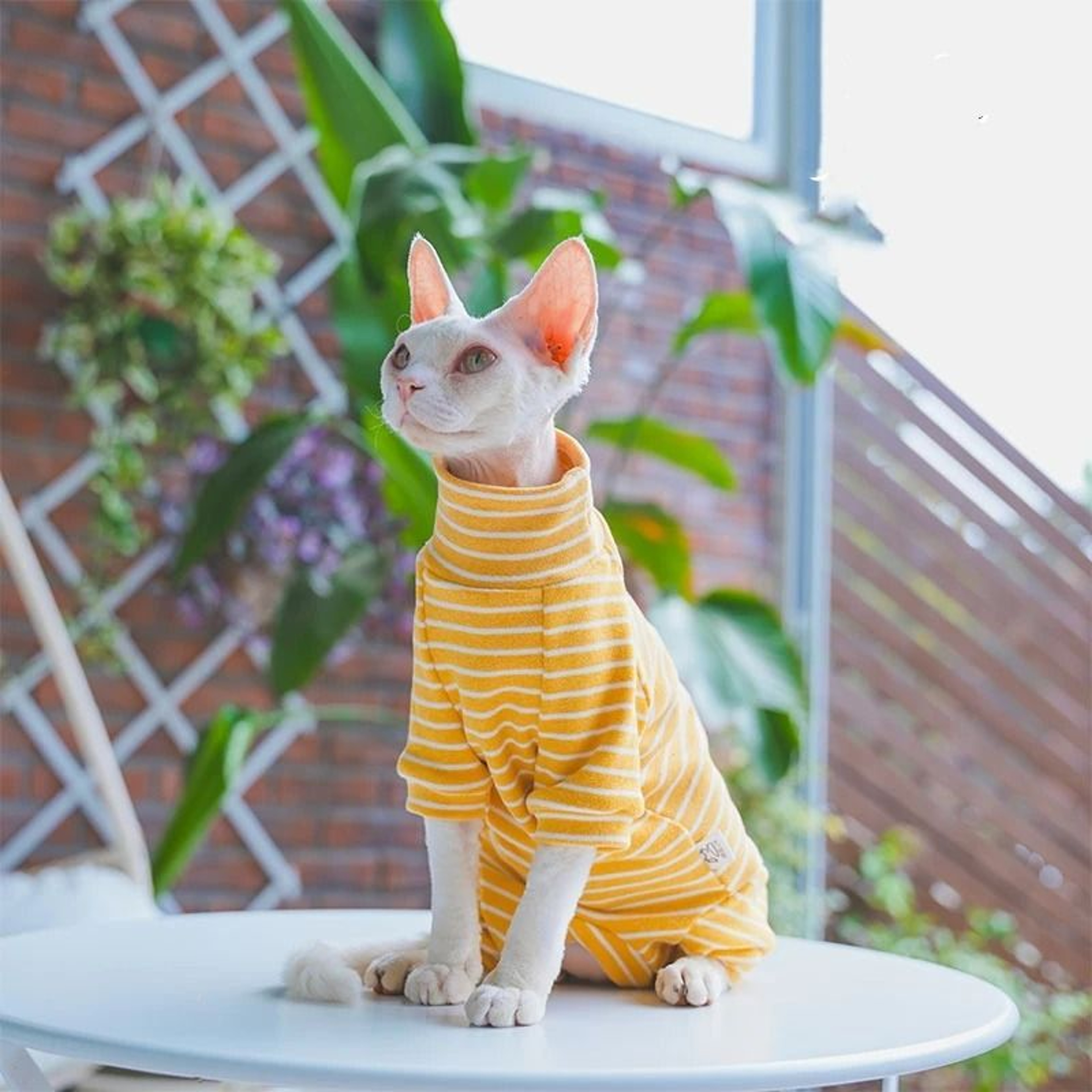 Striped Cotton Winter Cat Jumpsuit For Sphynx Devon Rex Kittens And Small Cats 6