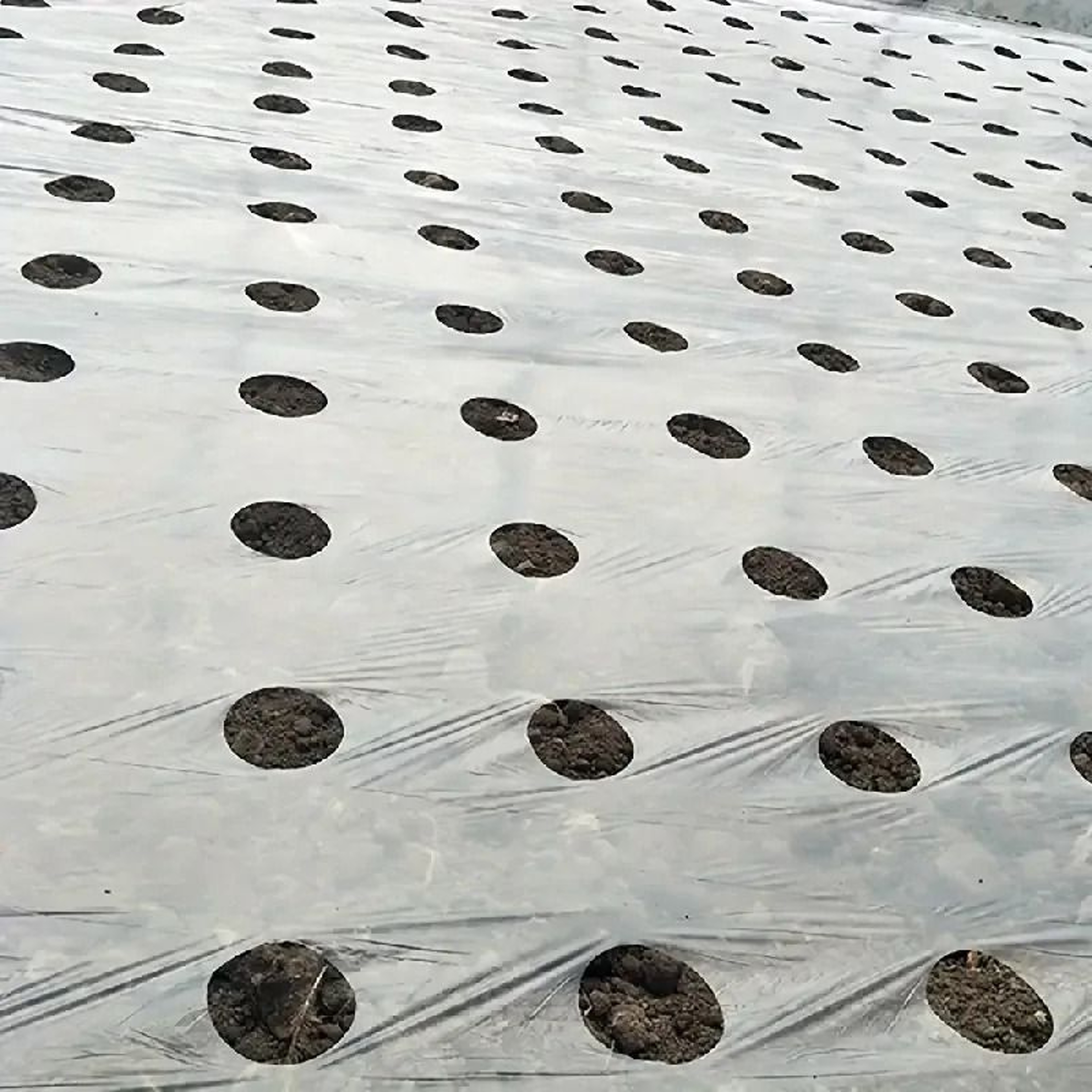 10M Pre Punched Black Mulch Film For Garden Planting 3