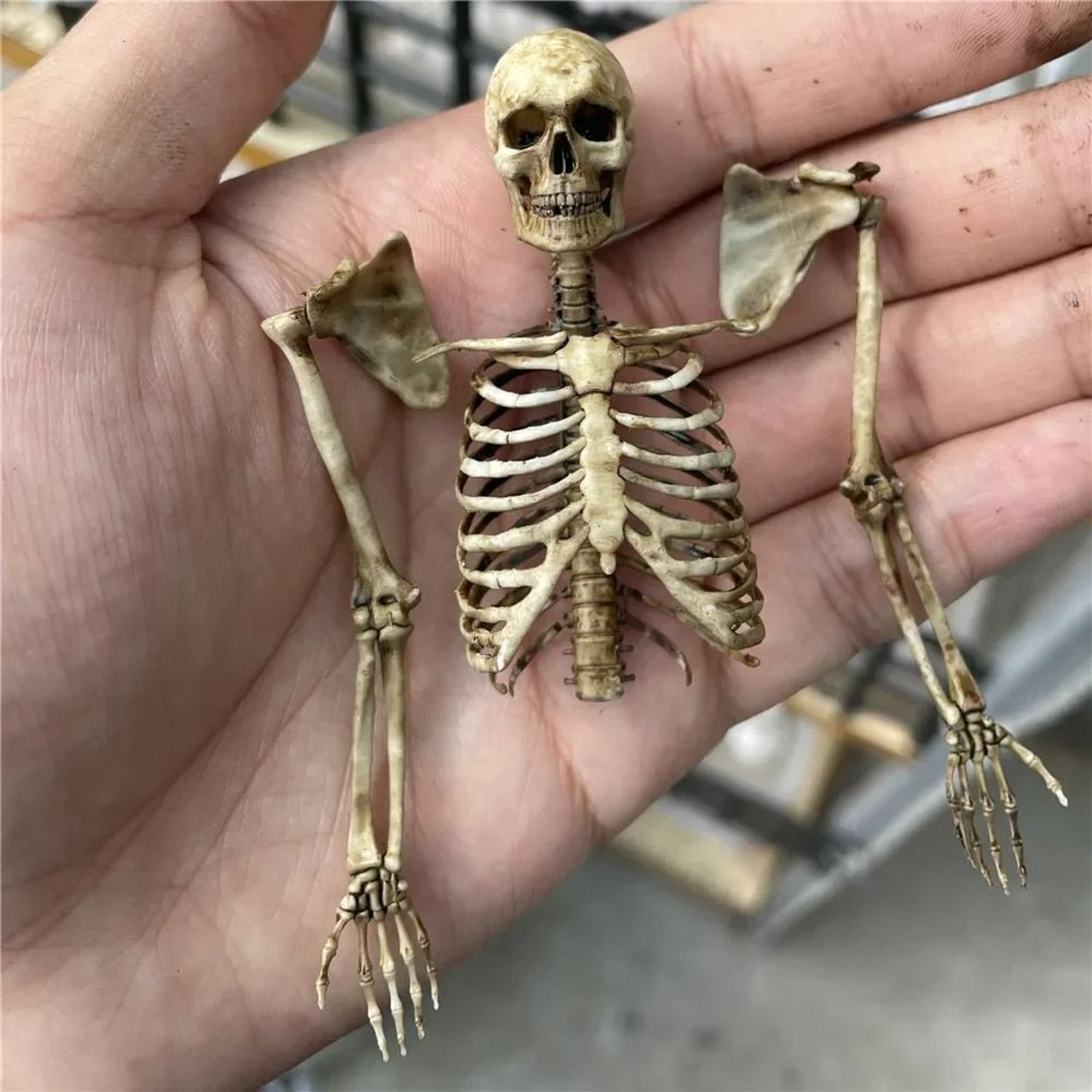 Realistic Mini Skeleton Skull Dollhouse Decor 3