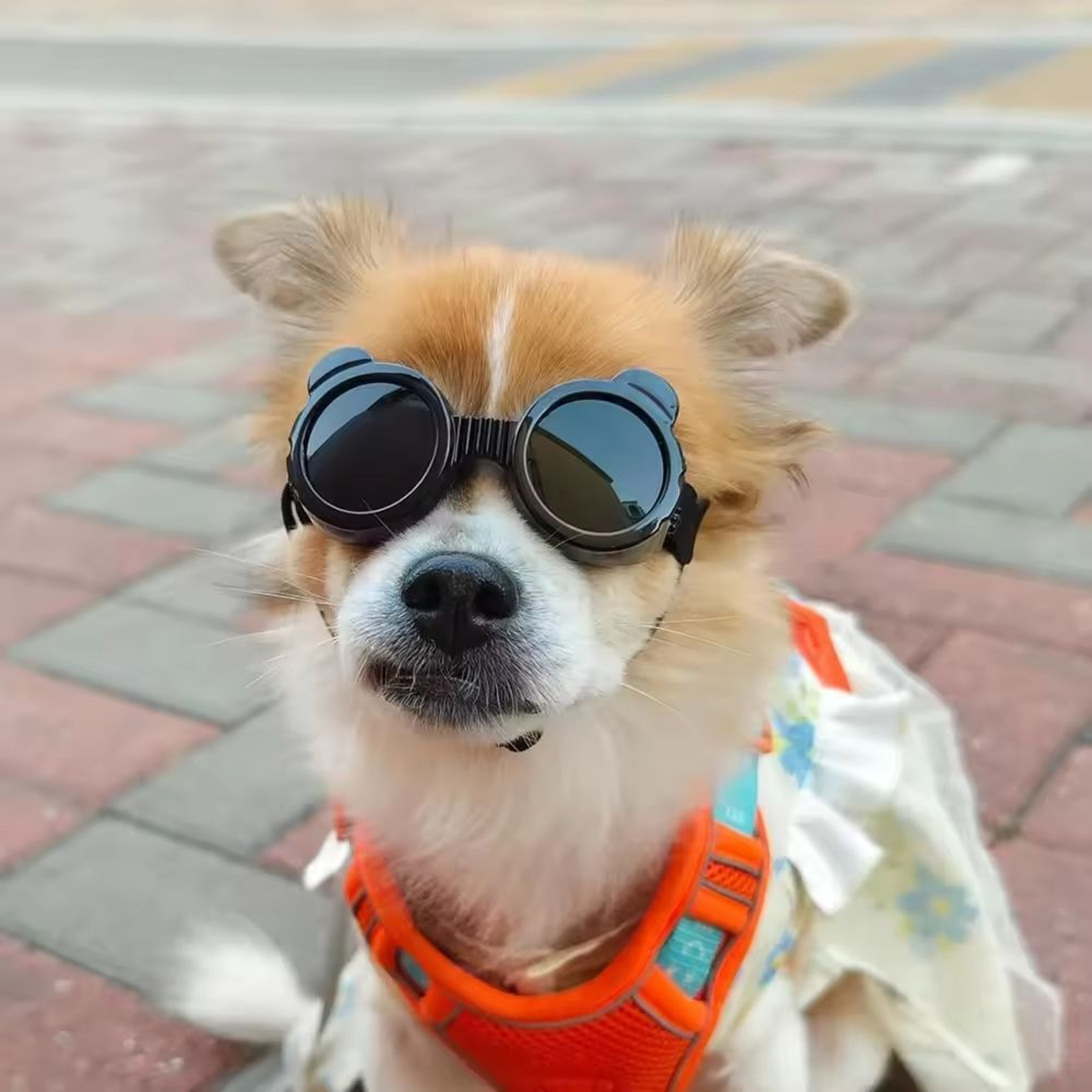 Dog Goggles Waterproof Windproof Sunglasses For Small Dogs Outdoor Travel Eye Protection 0