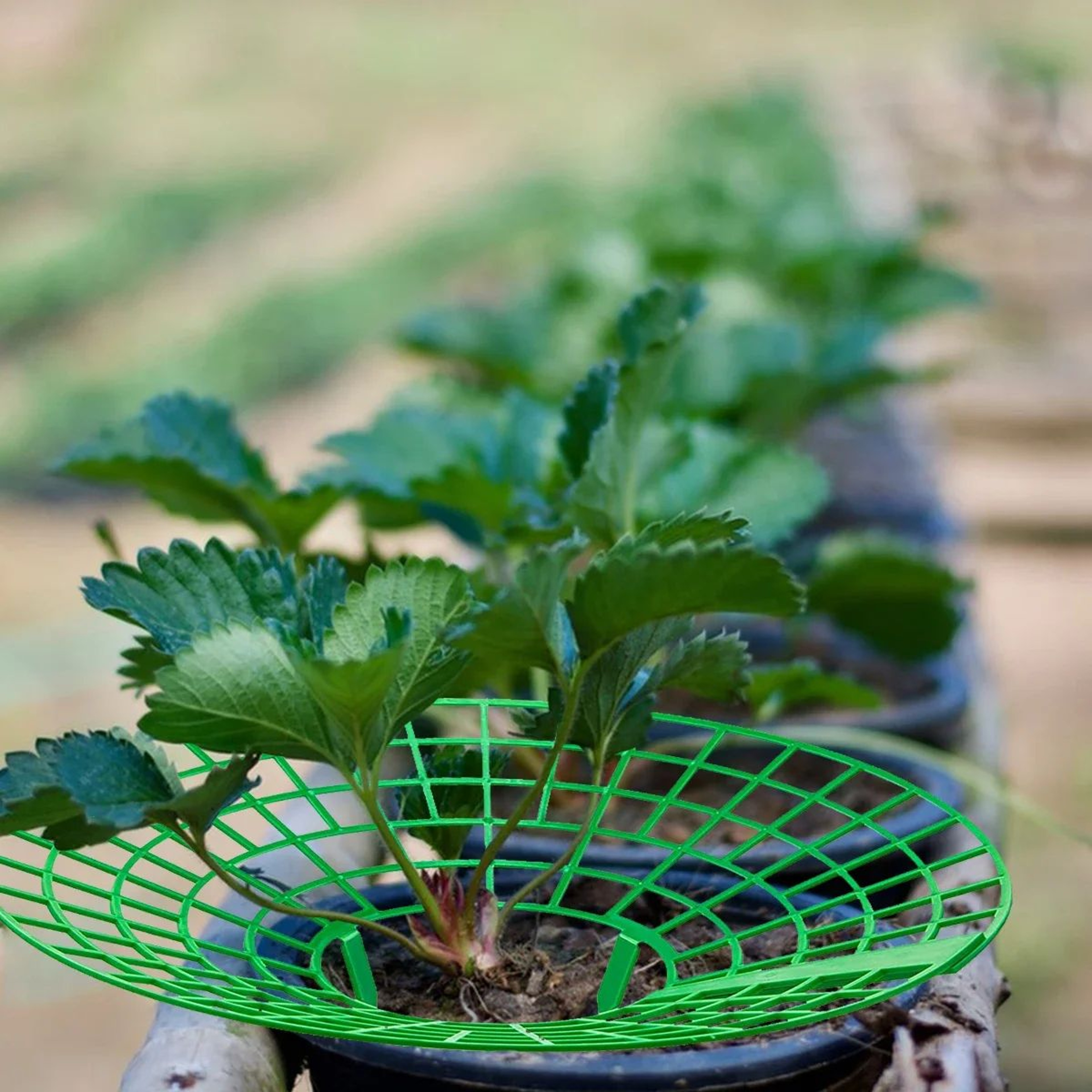 Plant Support Racks For Strawberries  Melons  10Piece 3Legged Garden Support Frames 2