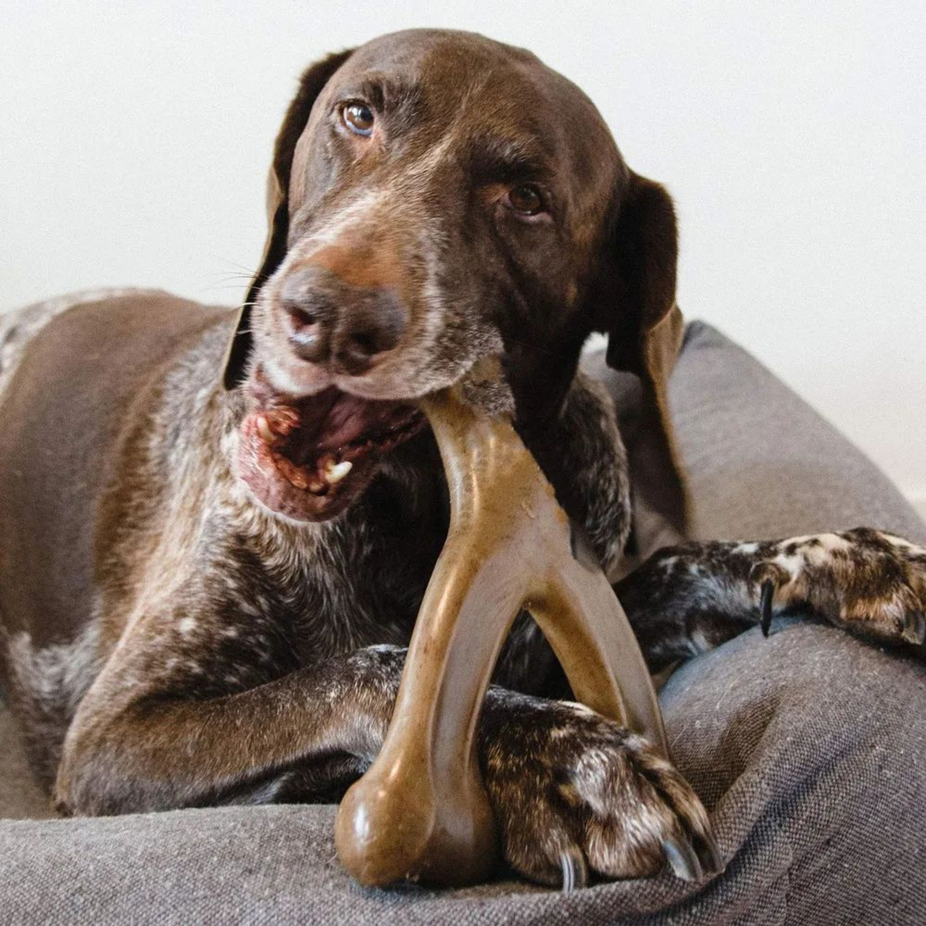 Durable BaconFlavored Nylon Dog Bone  Aggressive Chewer Dental Toy Made In USA 1