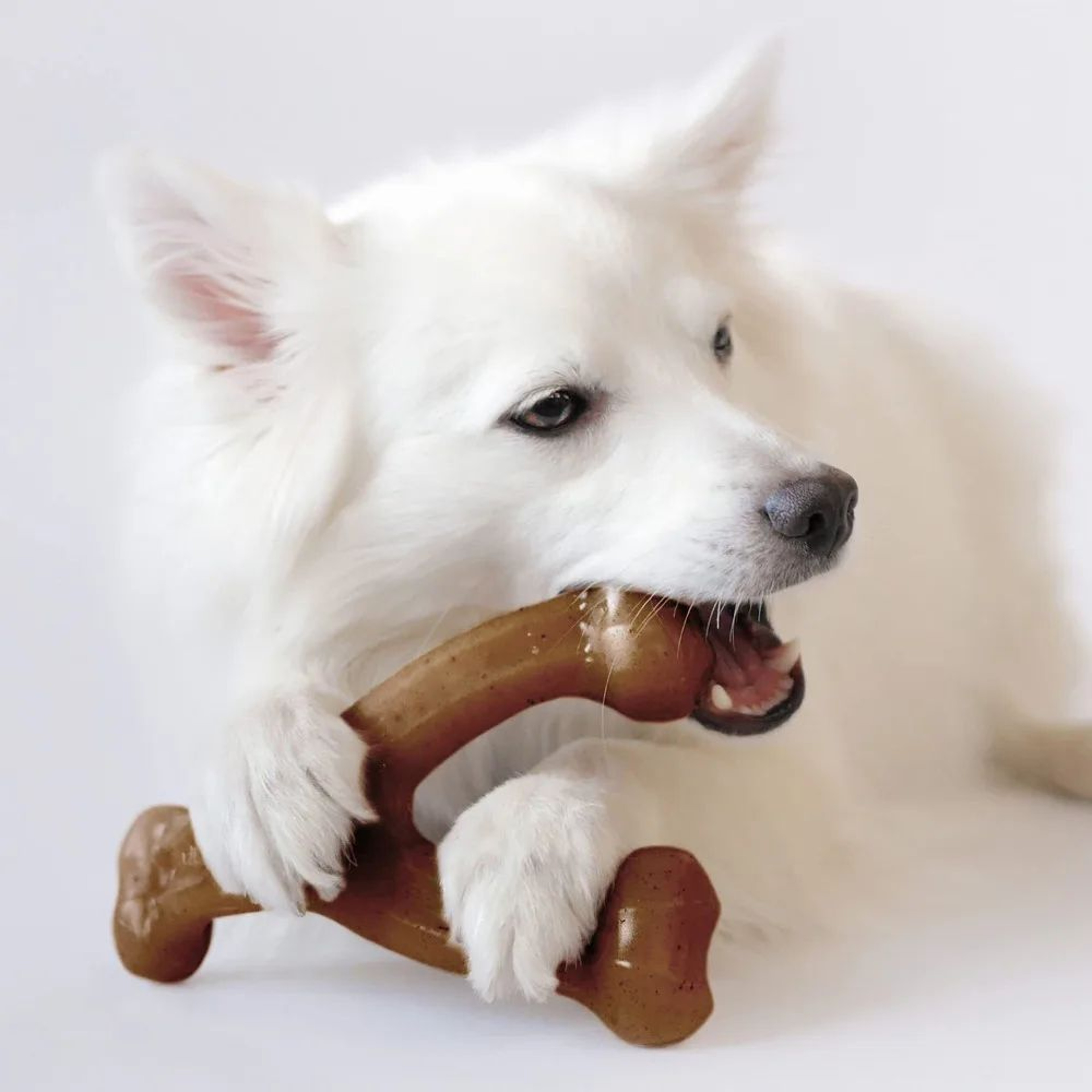 Durable BaconFlavored Nylon Dog Bone  Aggressive Chewer Dental Toy Made In USA 3