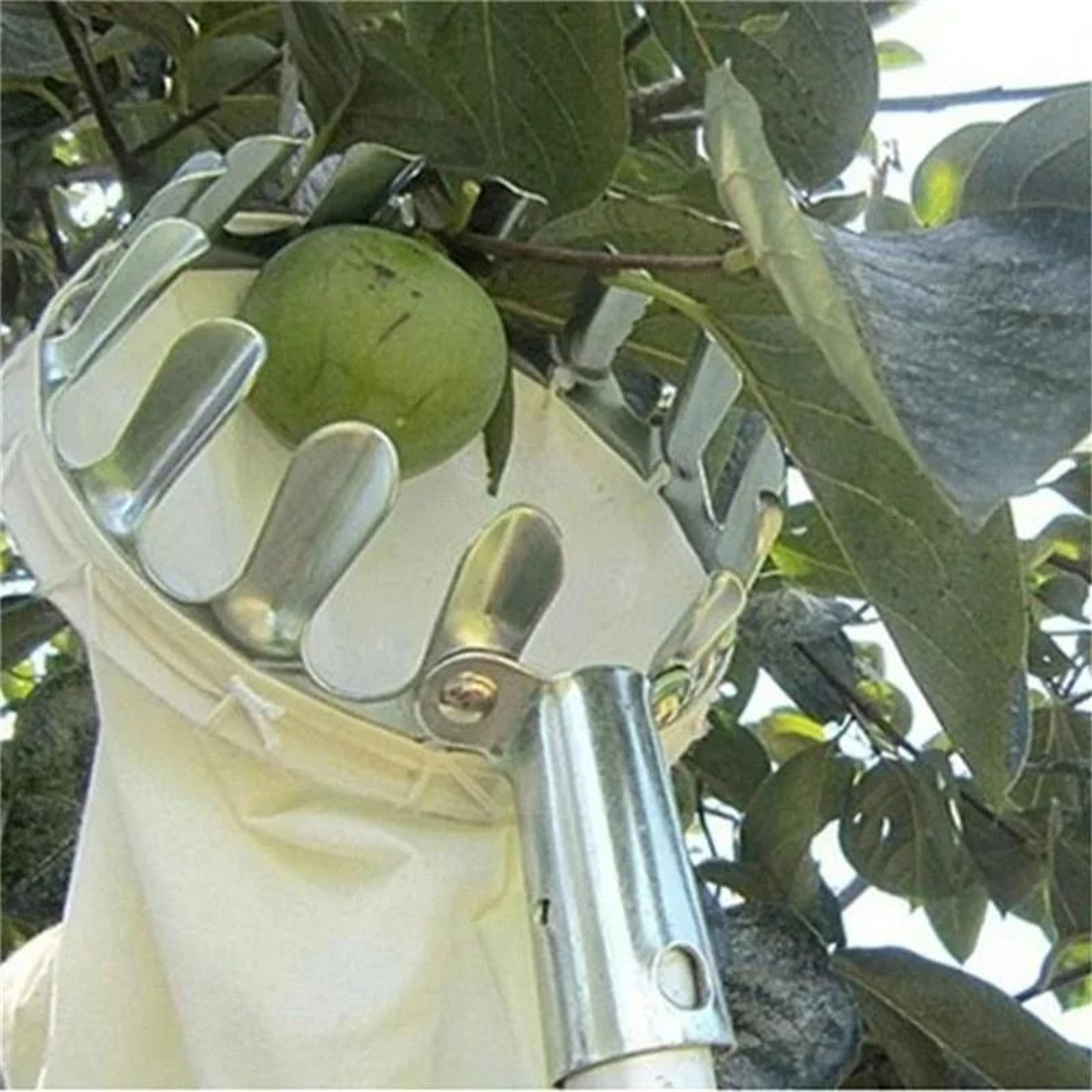 Telescopic Fruit Picker Tool For High Trees Durable Garden Harvest Tool 1