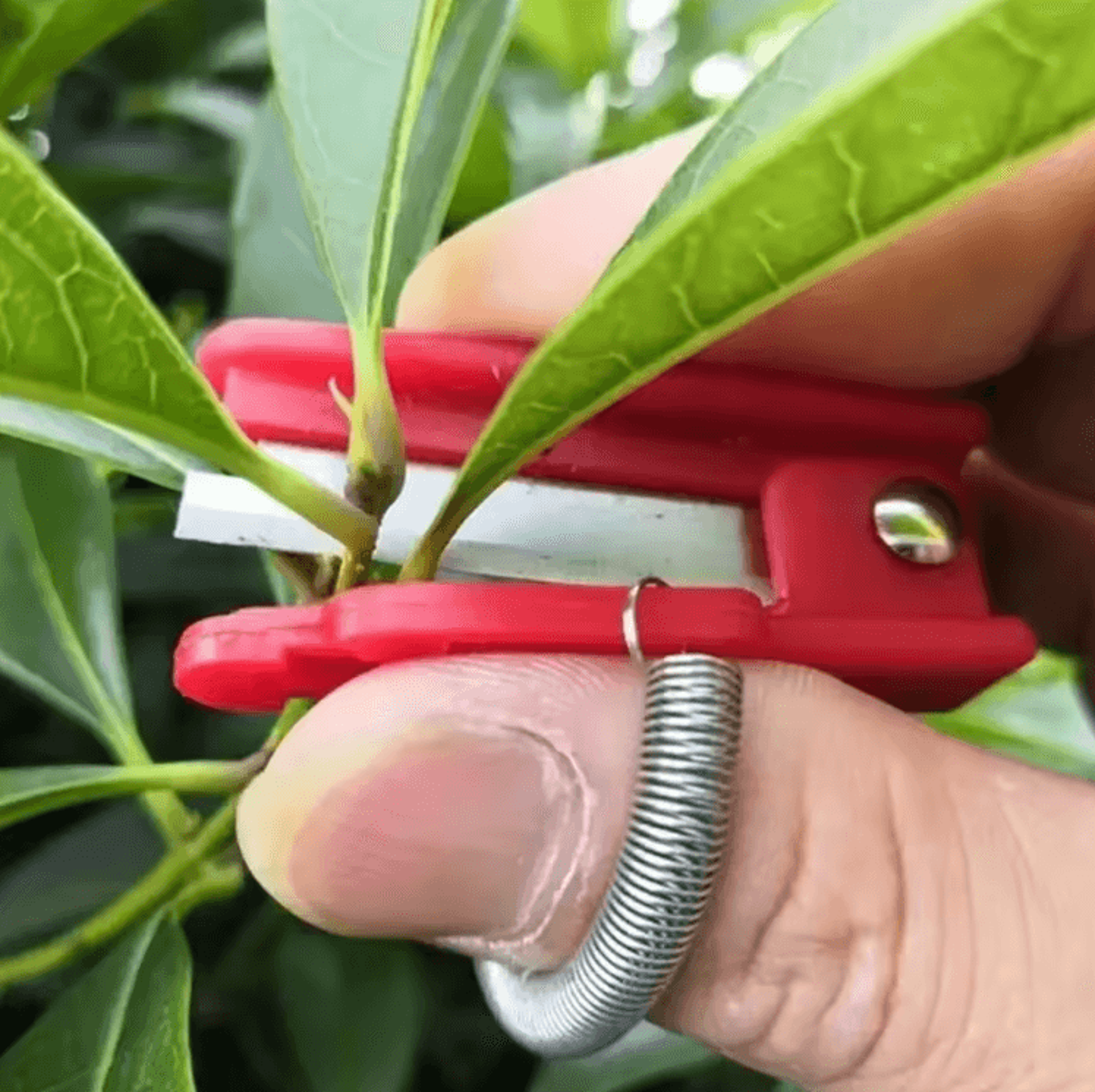 Multifunction Thumb Knife Garden Tool Fruit Picking Finger Pruner With Safety Protector 1
