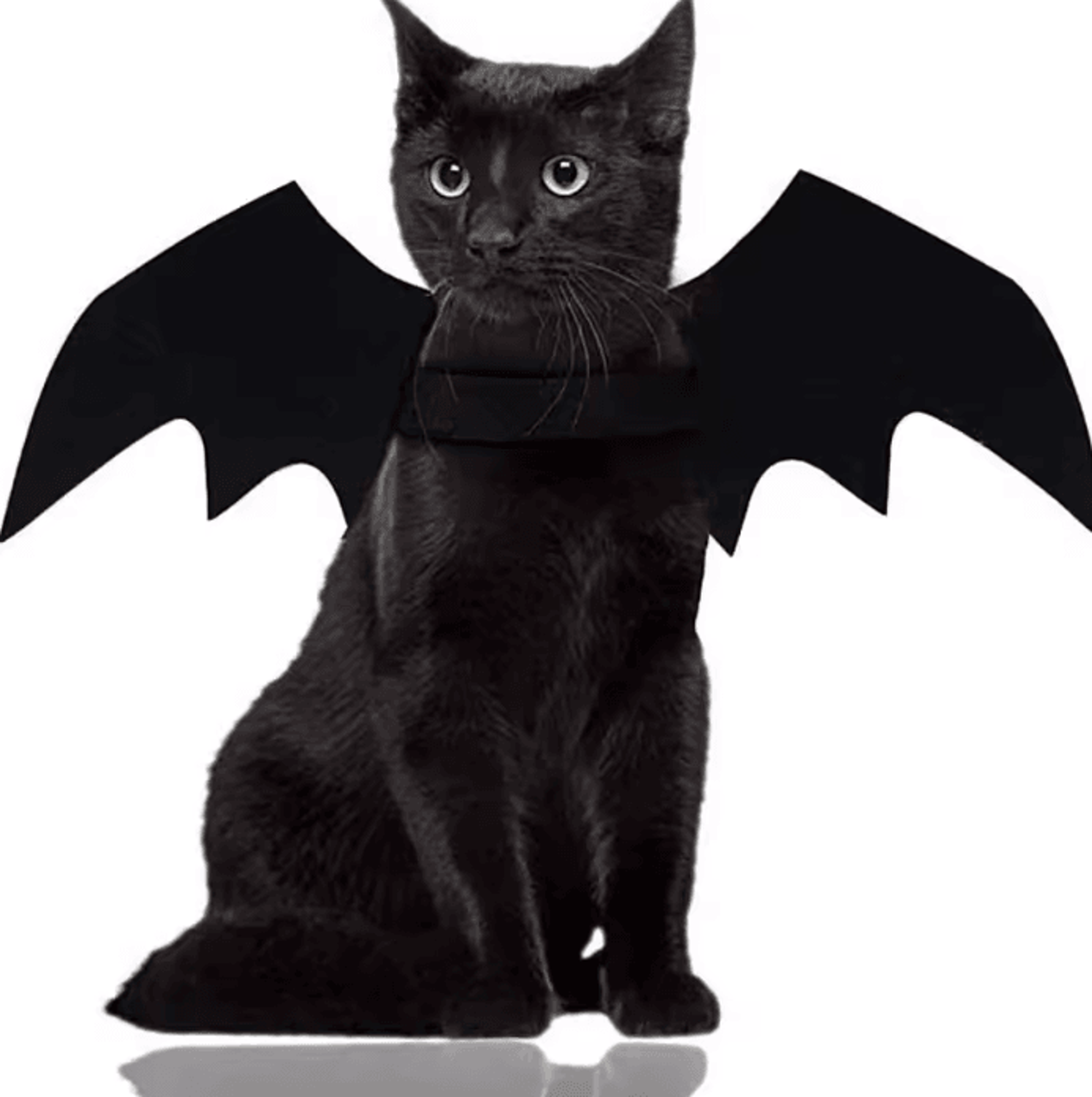 BatCharm Pet Bat Wings Costume  Cute Halloween Cosplay Harness For Cats  Dogs 0