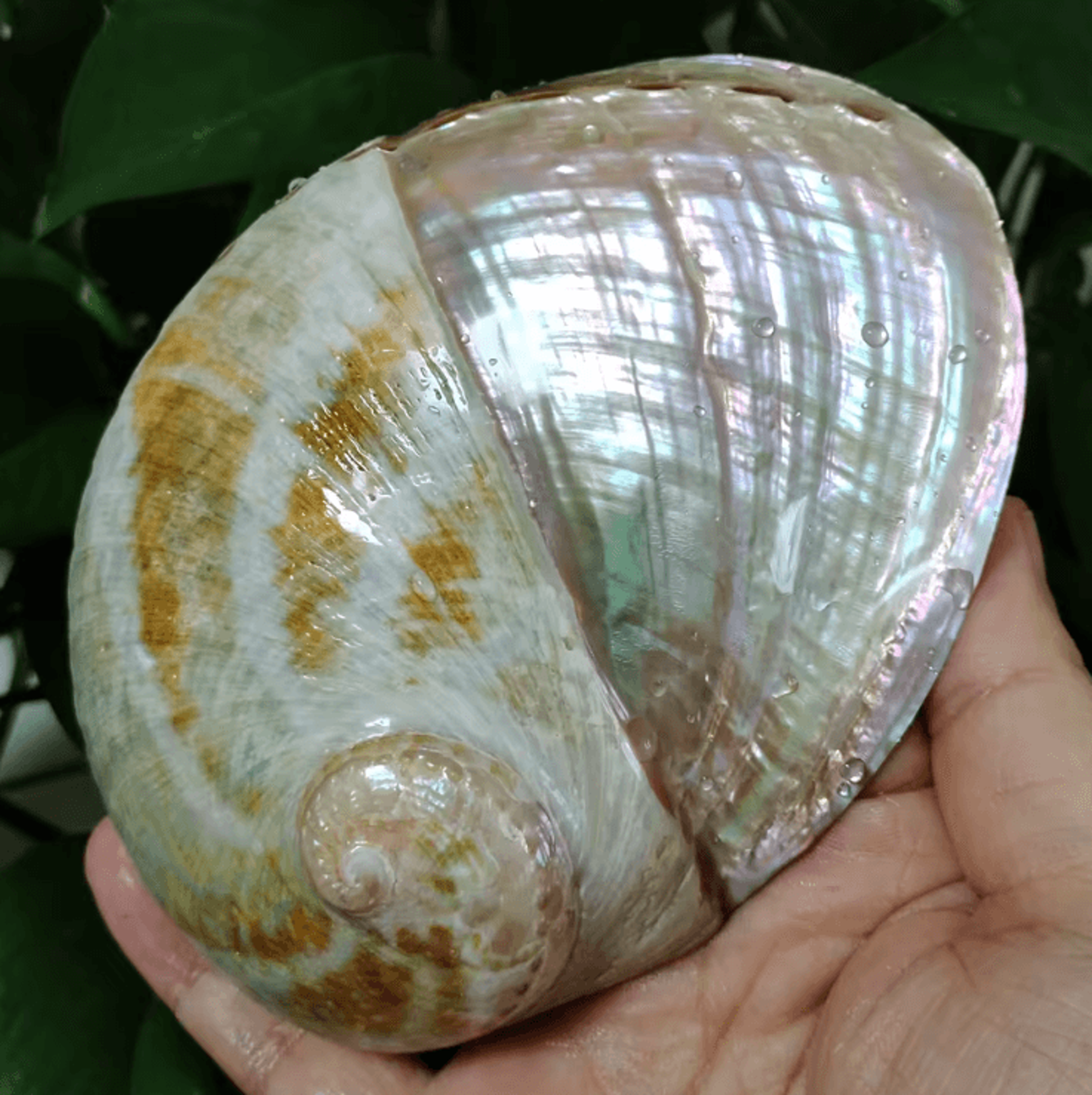Paua Abalone Shell Sage Smudge Kit With Stand  Natural Energy Cleansing  Spiritual Home Decor 7