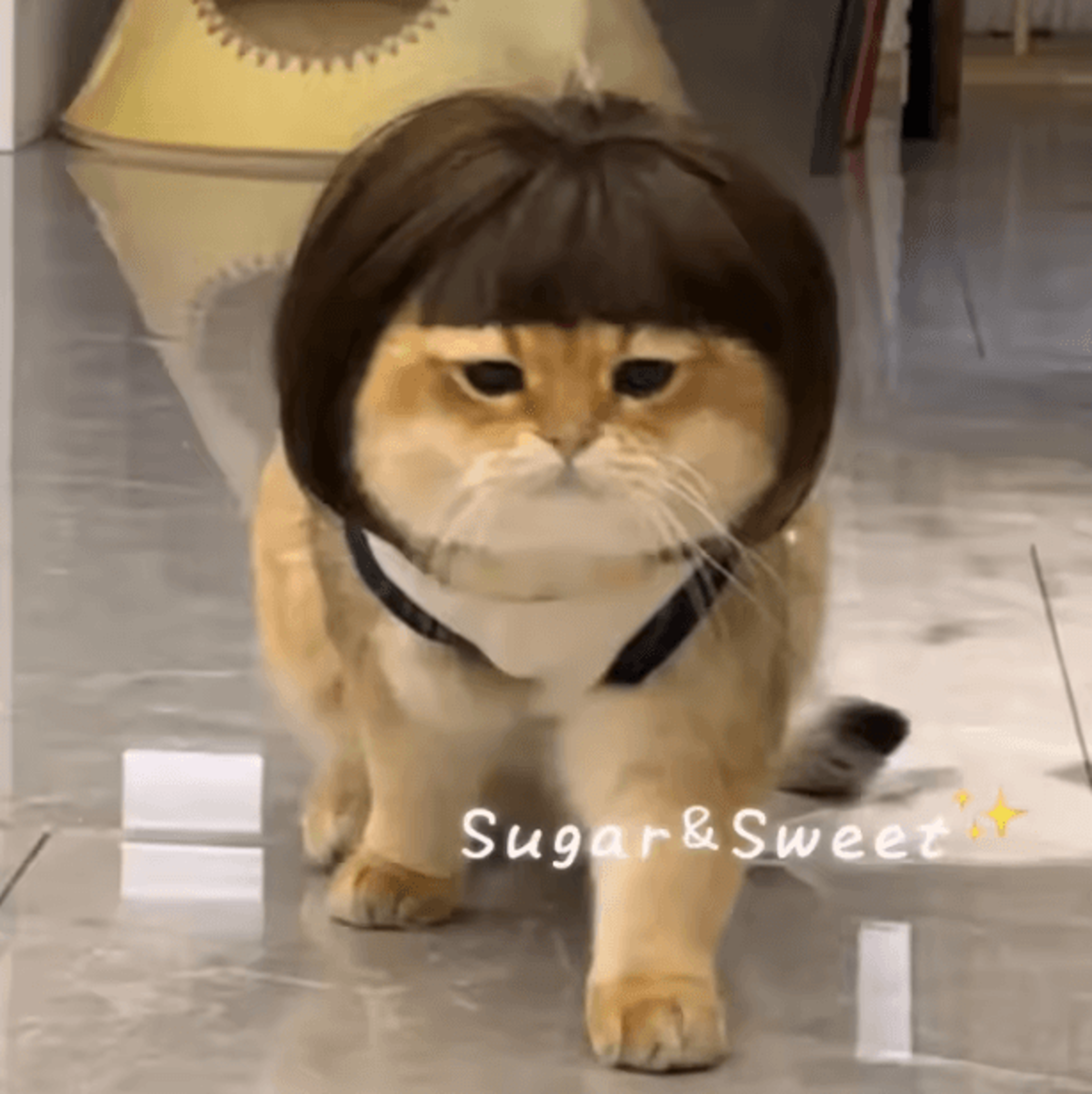Funny Pet Wig With Bangs  Braids  Adjustable Cosplay Hair Accessory For Dogs  Cats 0