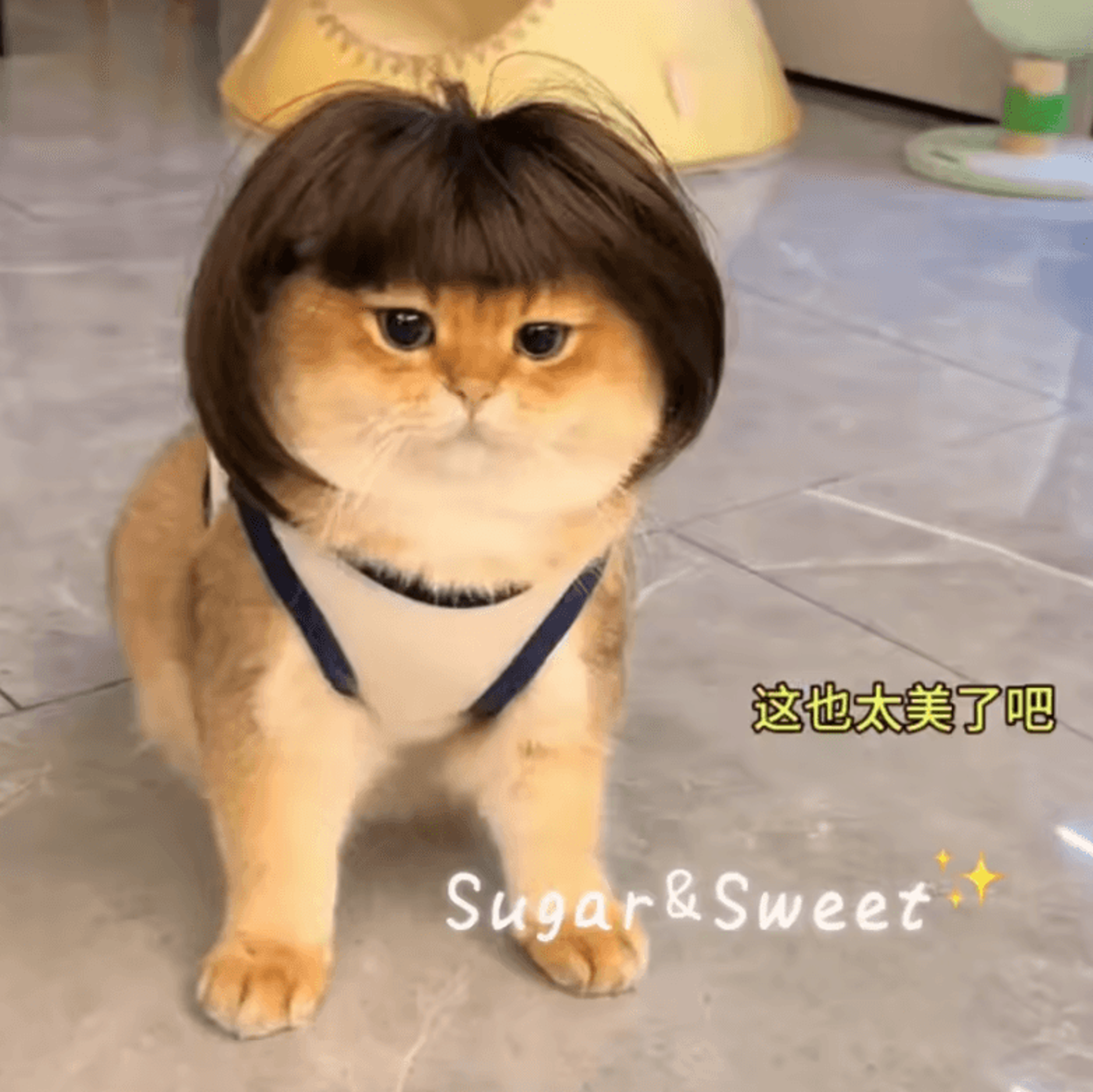Funny Pet Wig With Bangs  Braids  Adjustable Cosplay Hair Accessory For Dogs  Cats 1