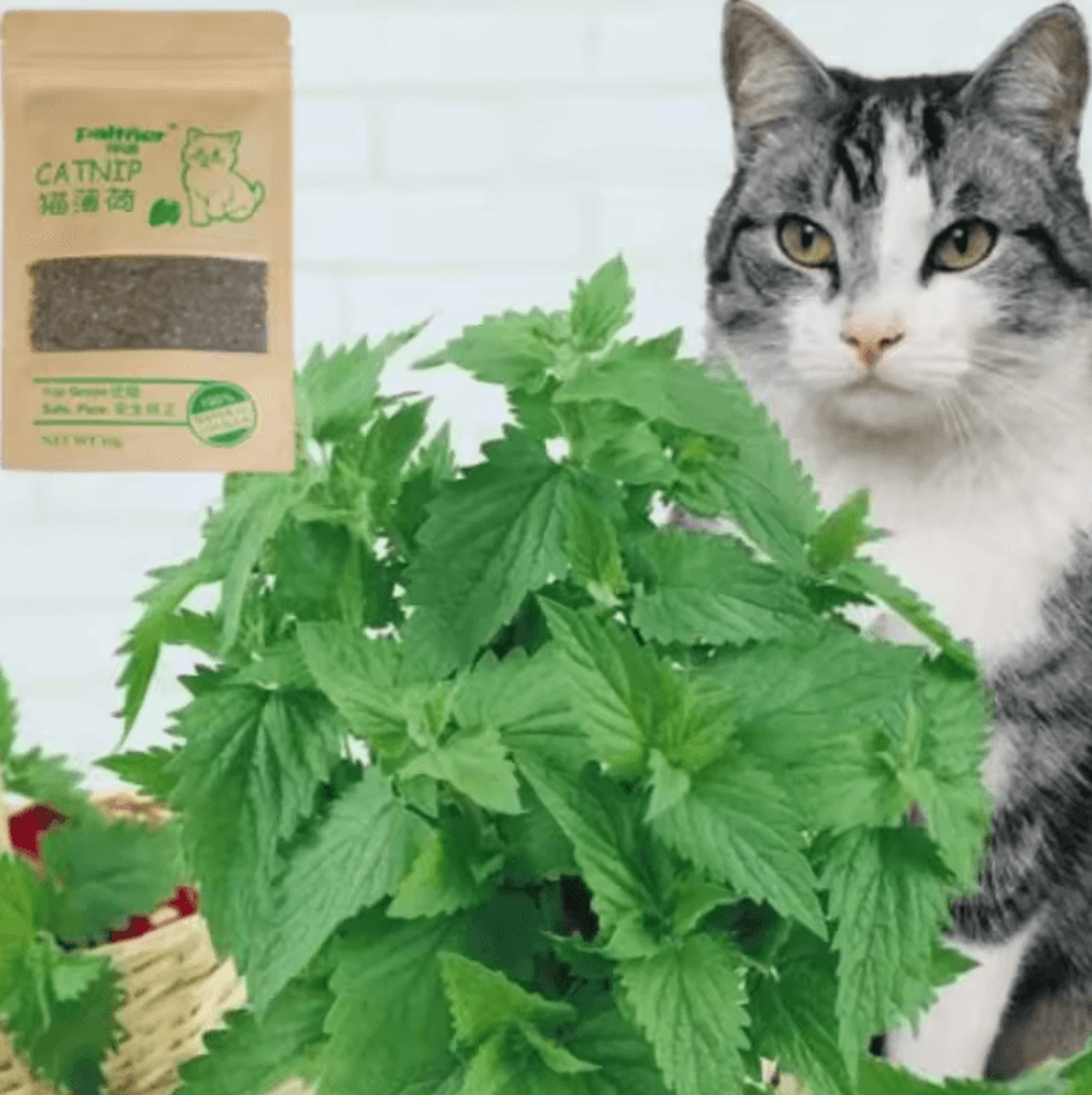 MintMew Organic Catnip Leaves  Cat Grass Treats 1