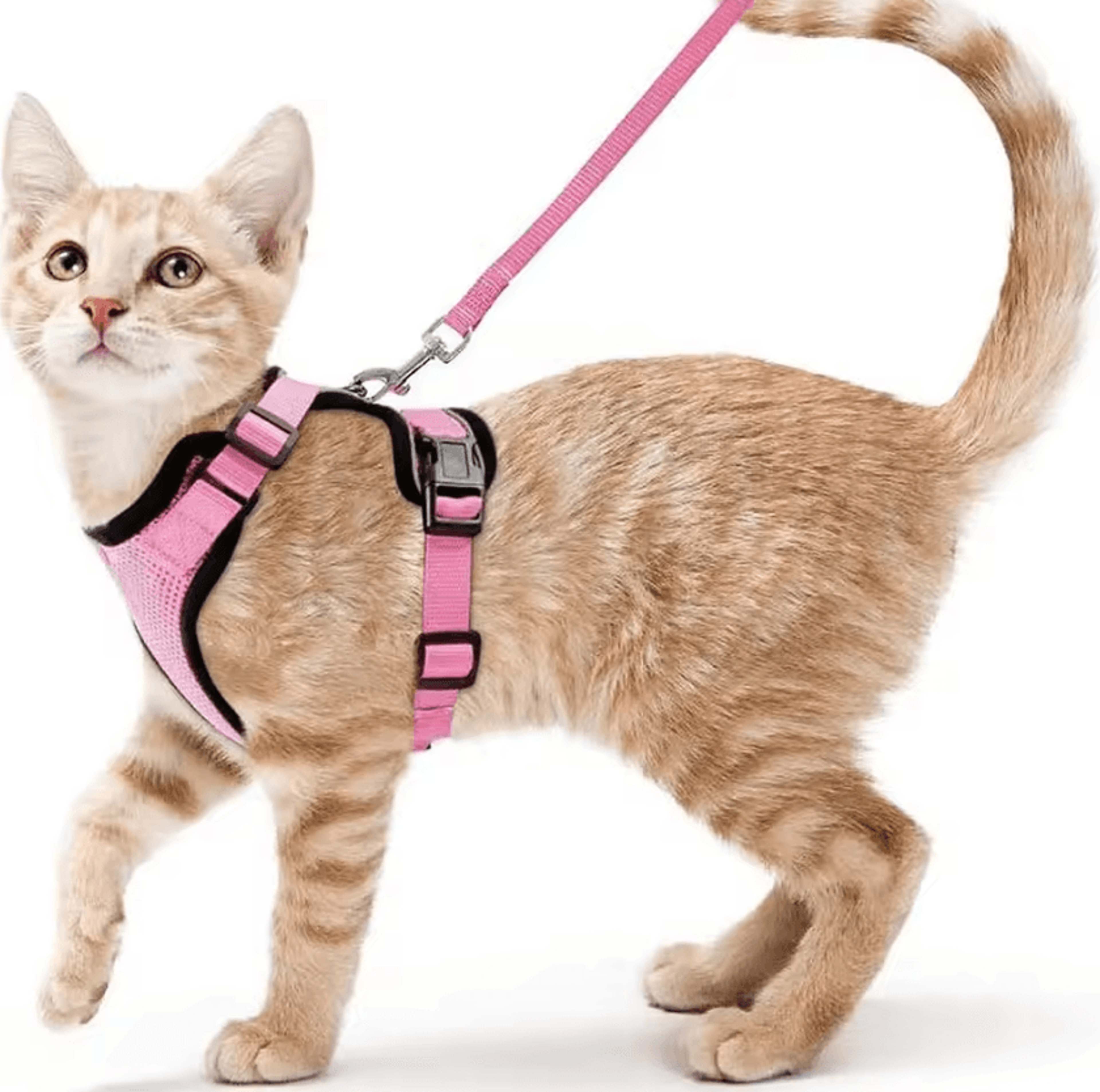 EasyControl EscapeProof Cat Harness  Leash Set 0