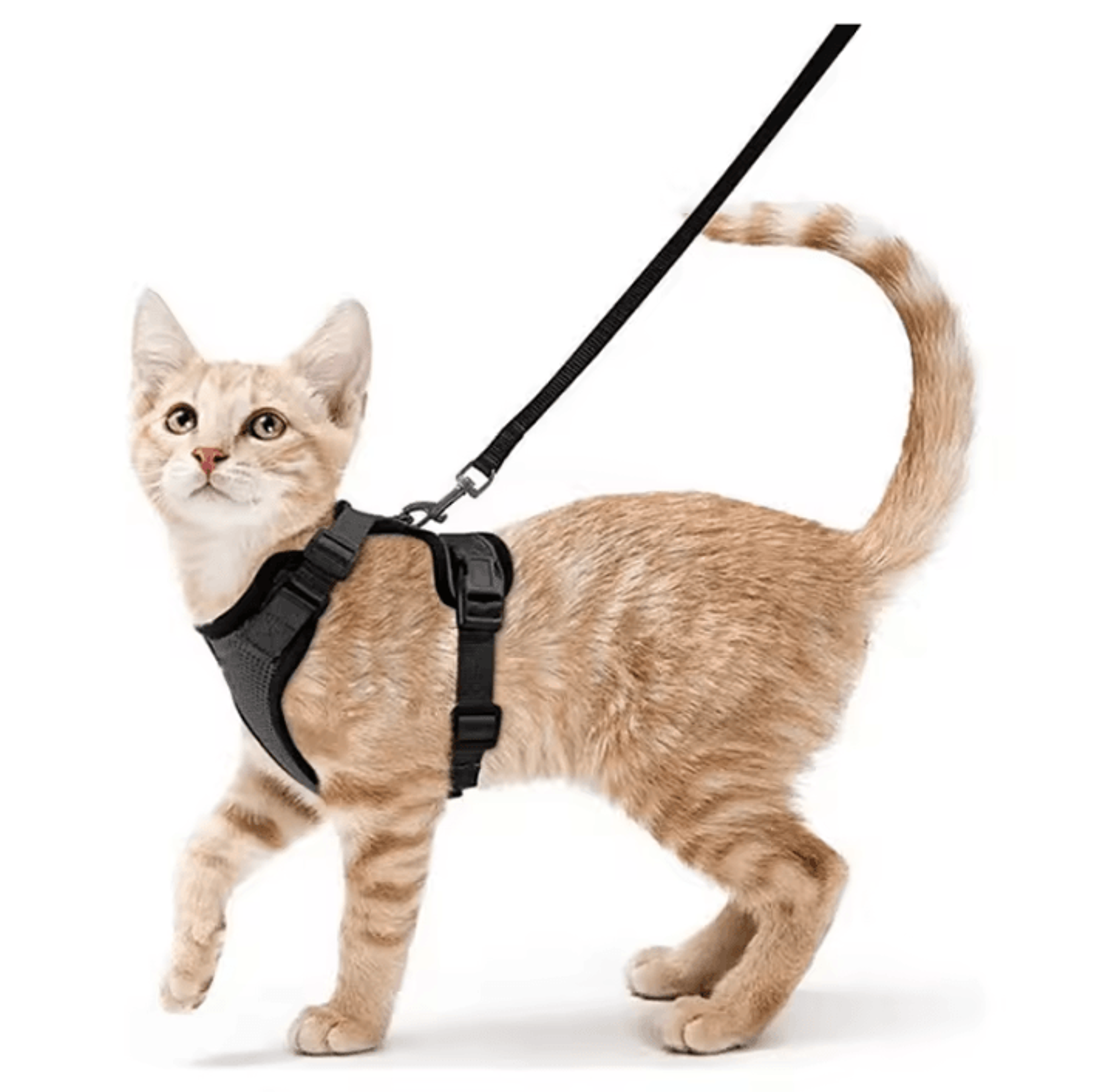 EasyControl EscapeProof Cat Harness  Leash Set 4