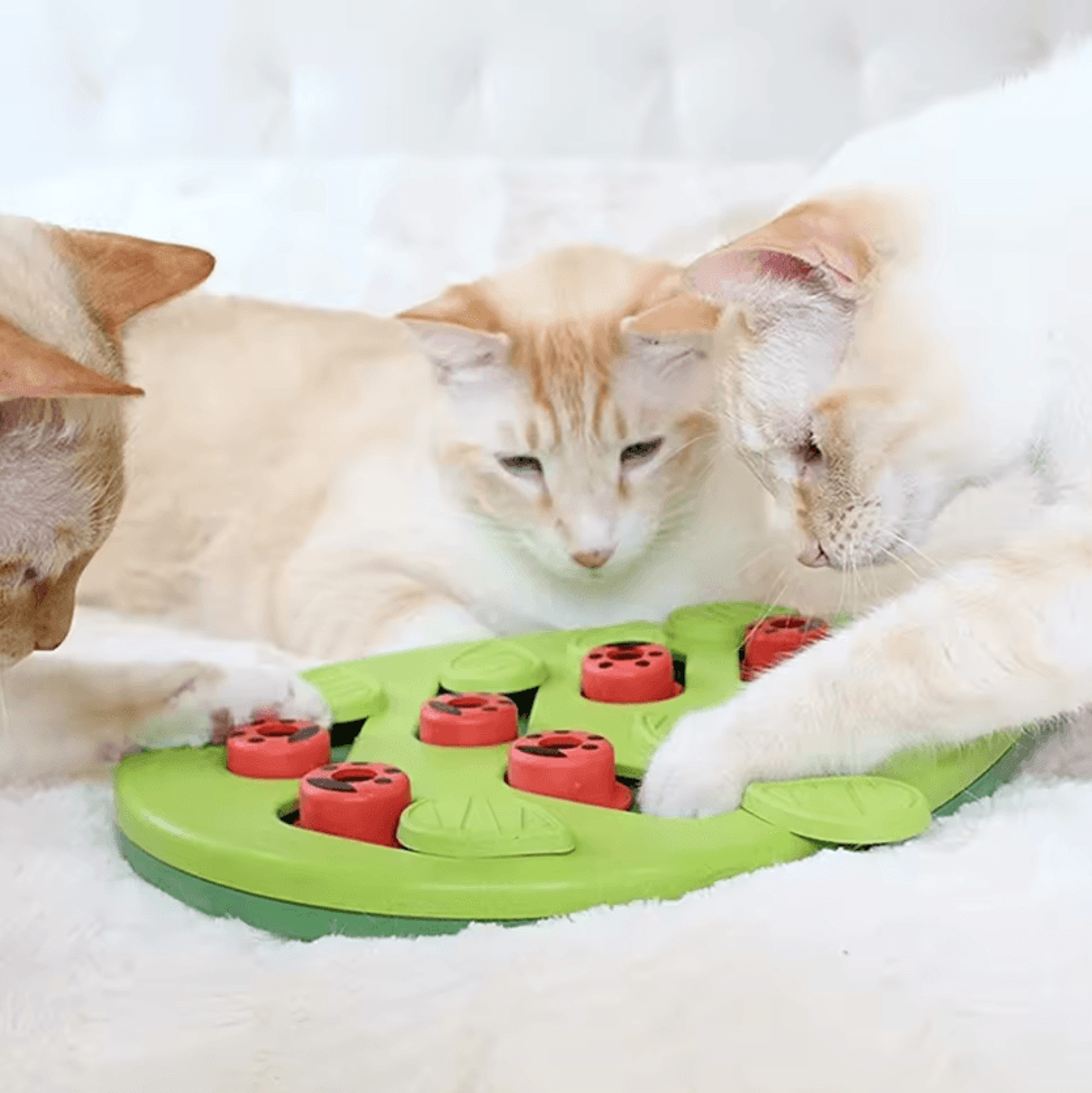 RainyPaws Interactive Treat Puzzle  Scratch Toy 4