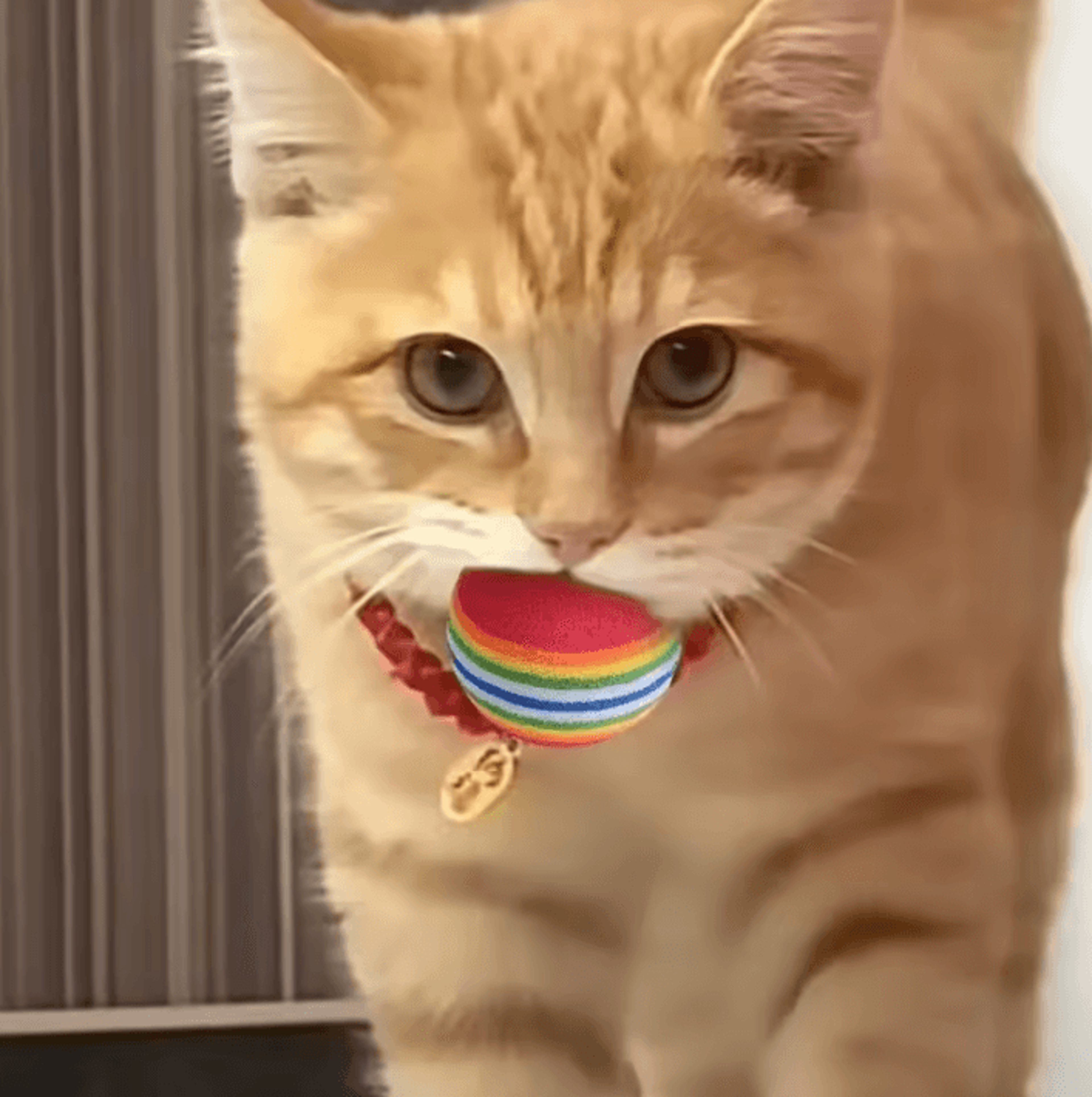 Rainbow EVA Pet Toy Balls For Interactive Cat  Dog Play 1