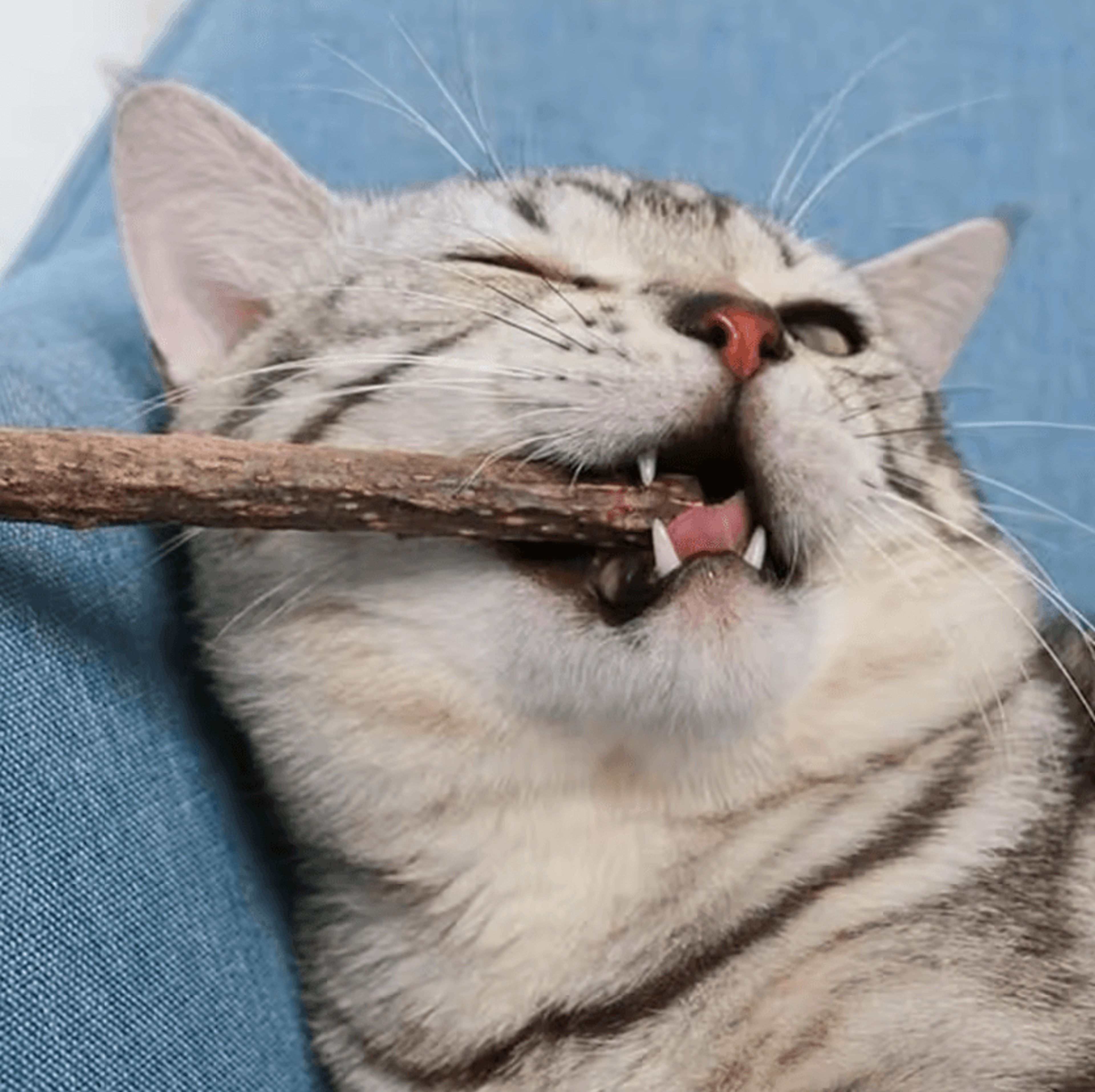 SilverMint Natural Matatabi  Silvervine Cat Chew Toy Sticks 1