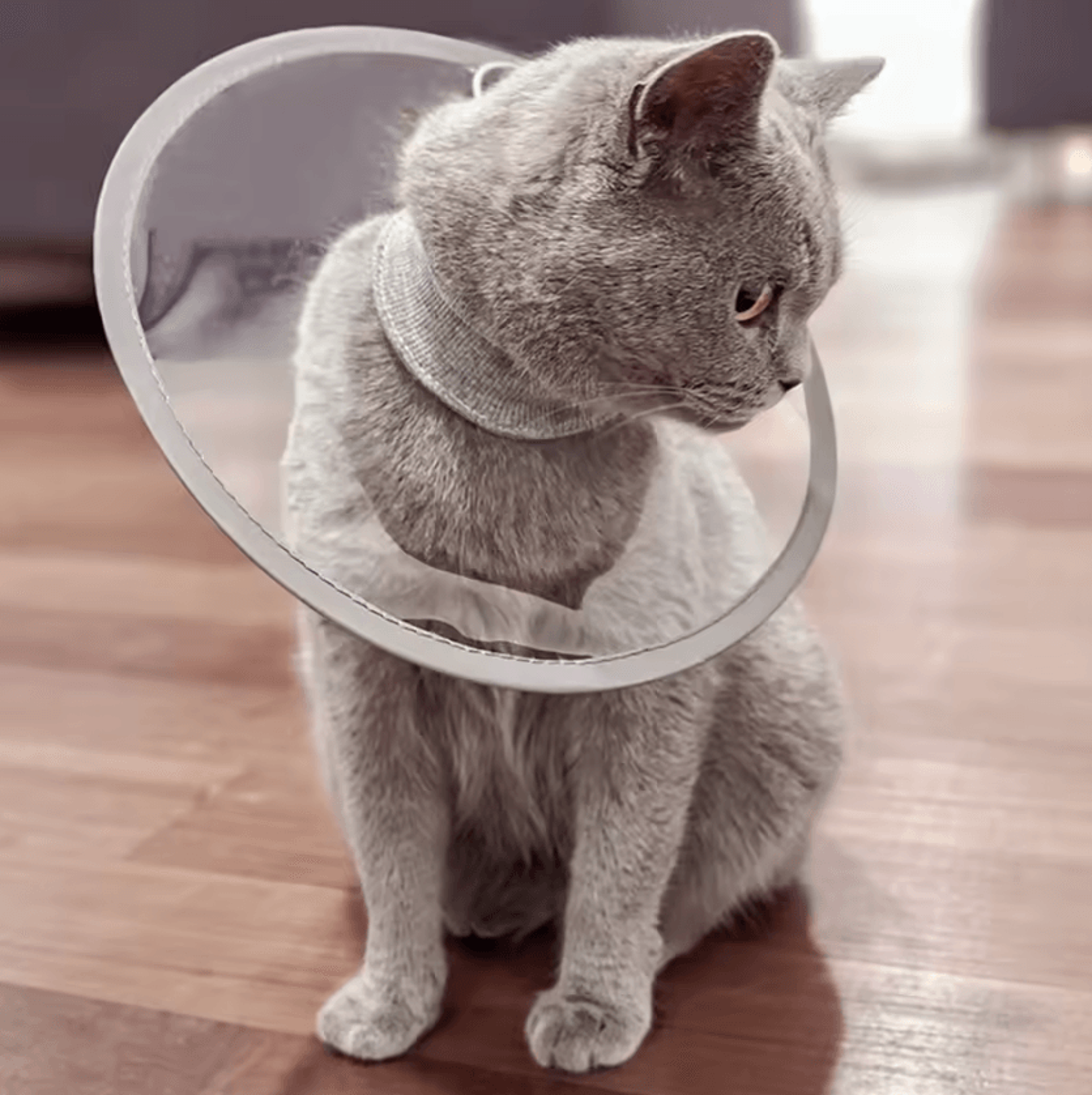 ComfortGuard Lightweight Recovery Cone Collar For Cats  Dogs 5