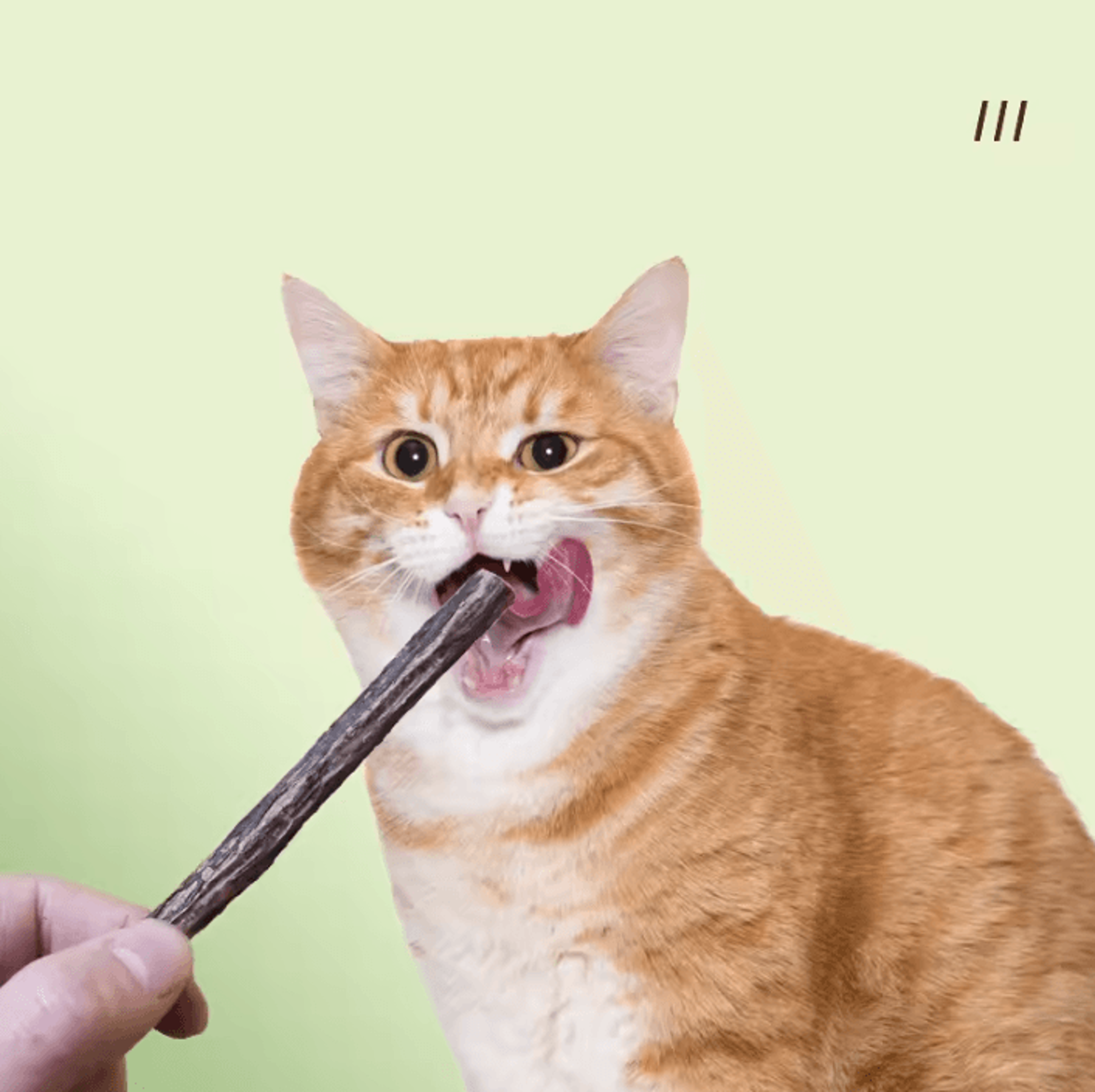 SilverVine Natural Cat Chew Sticks For Dental Health  Play 1