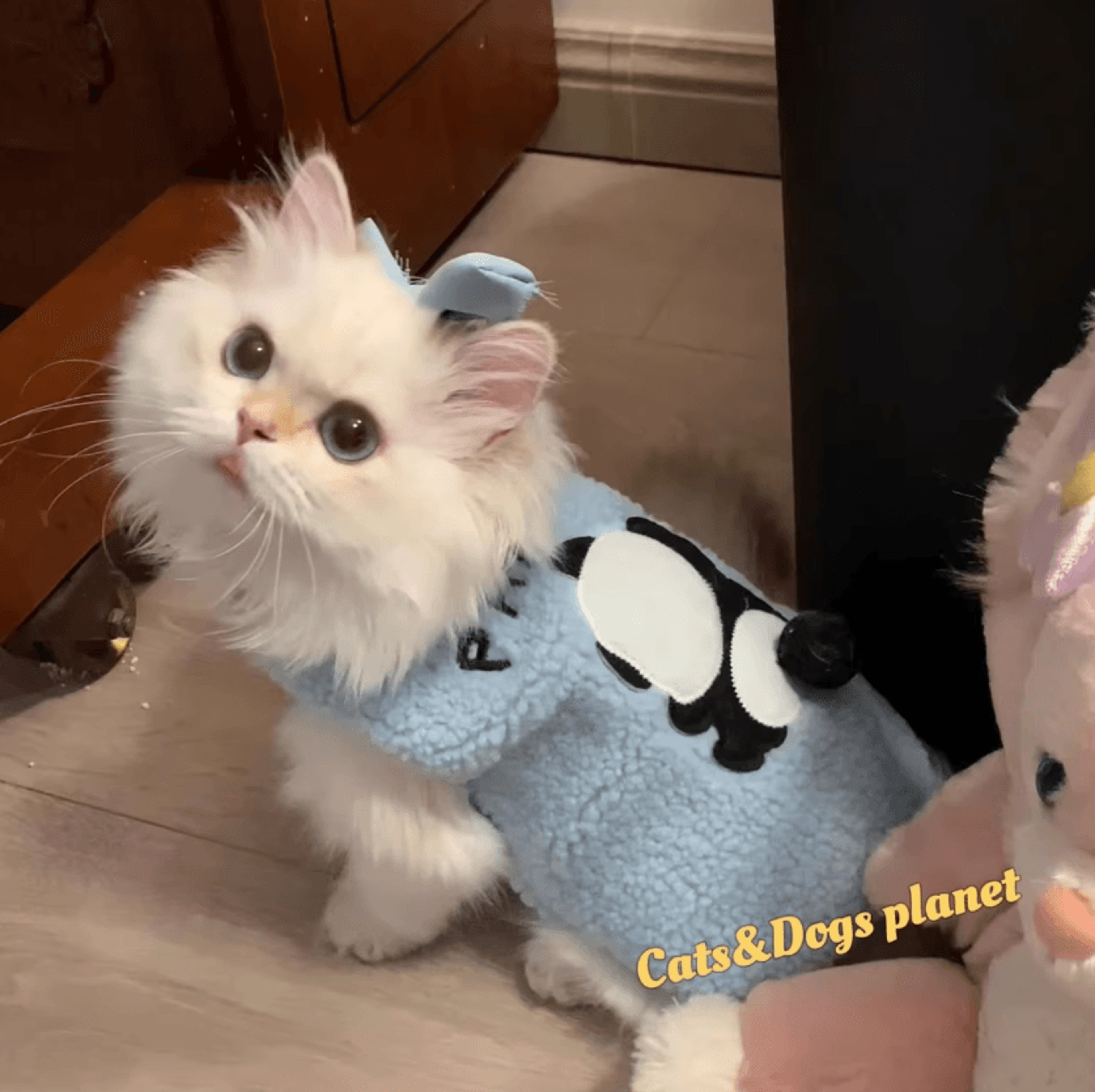 CozyCloud Winter Sweater For Cats  Small Dogs 2