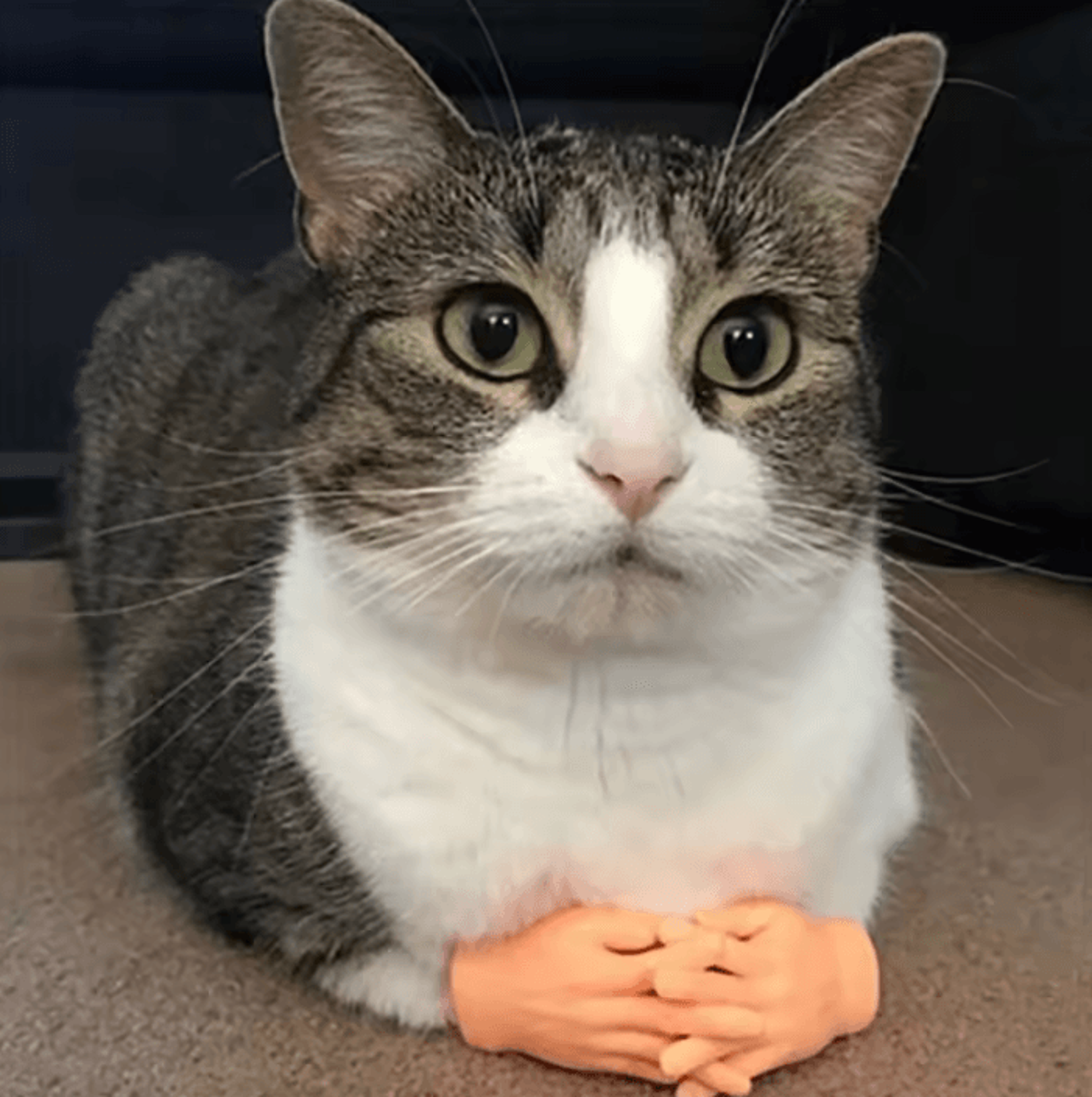TinyPaws Funny Finger Massage Gloves 0
