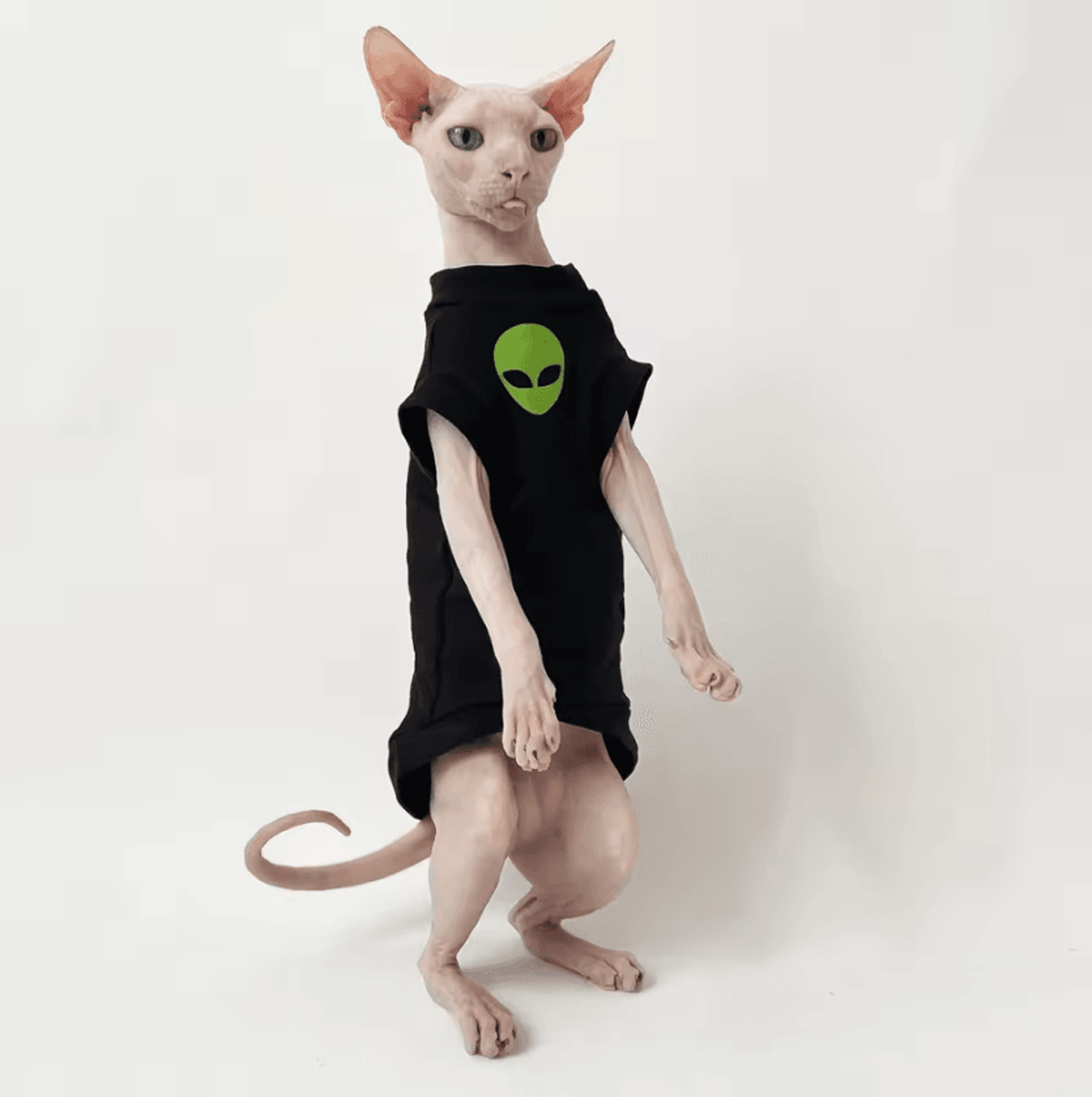 CozyStripe Sphynx Cotton Cat Shirt 1