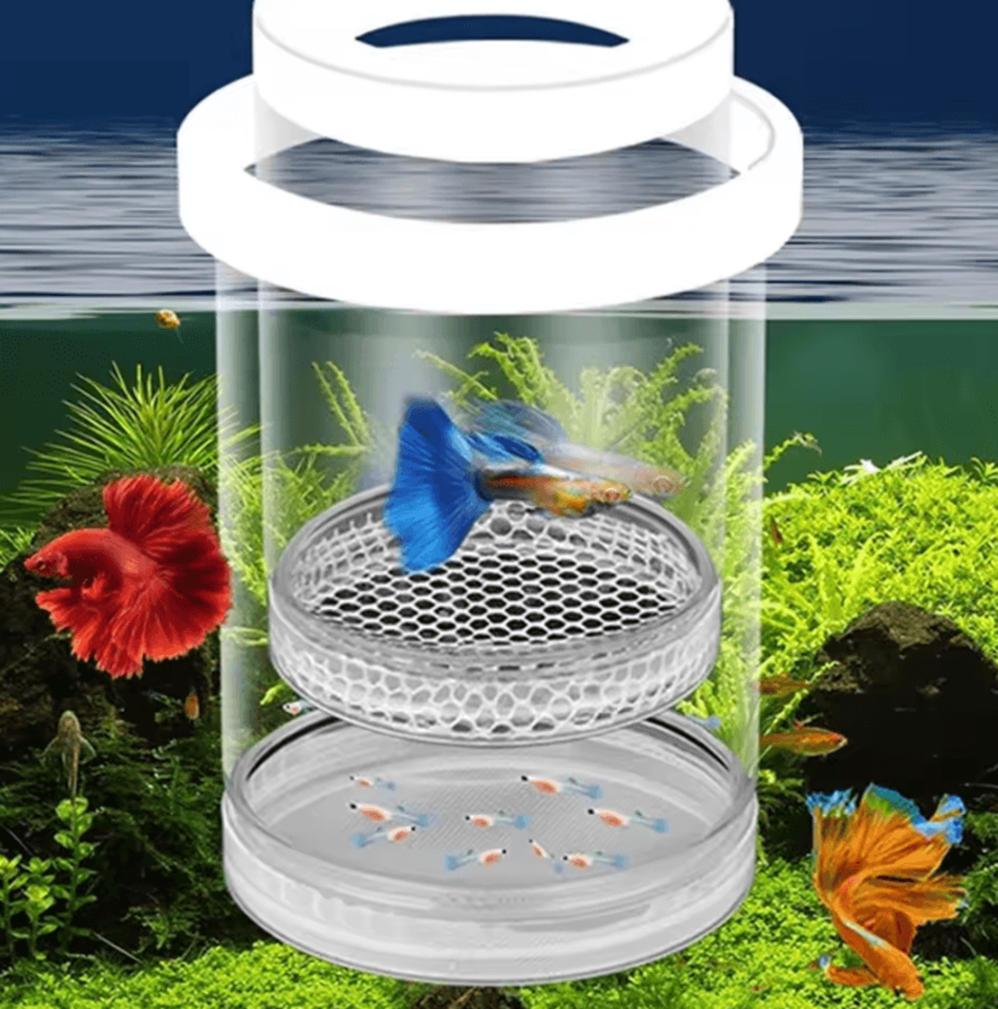 Floating Fish Breeding Isolation Box For Aquarium Fry  Livebearers 0