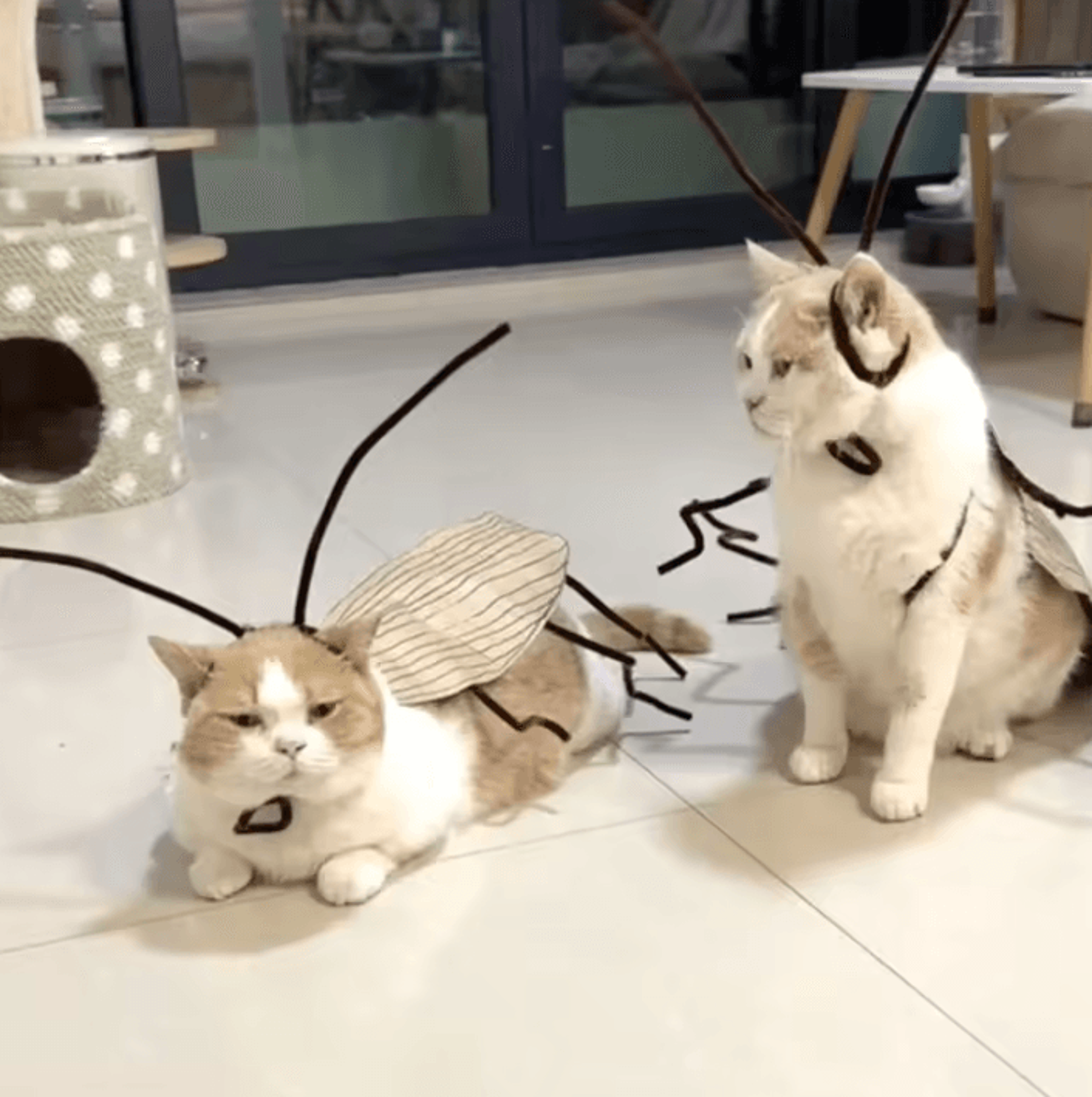 Funny DIY Cat Cockroach Costume Kit For Halloween  Pet Photos 2