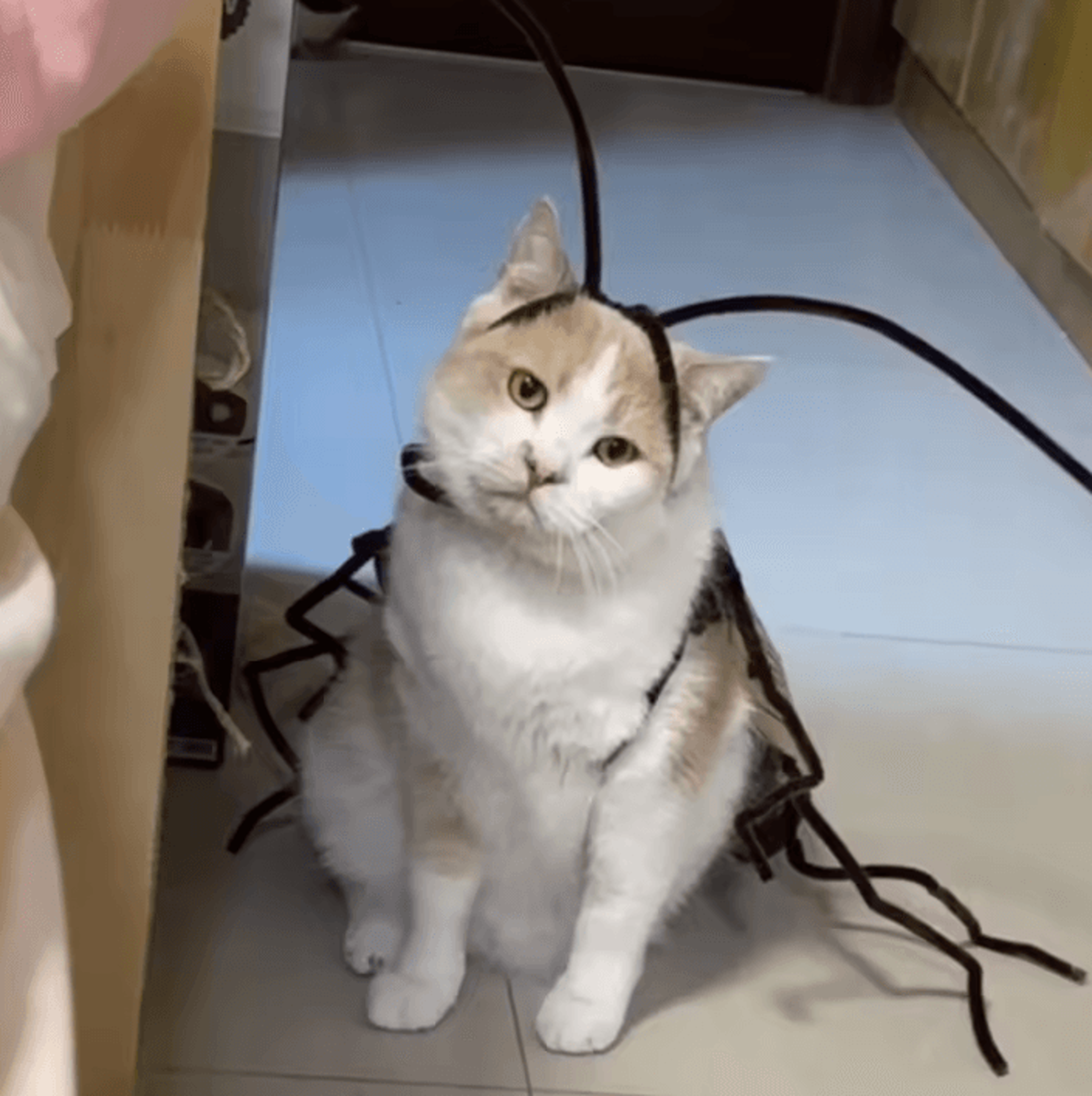 Funny DIY Cat Cockroach Costume Kit For Halloween  Pet Photos 3