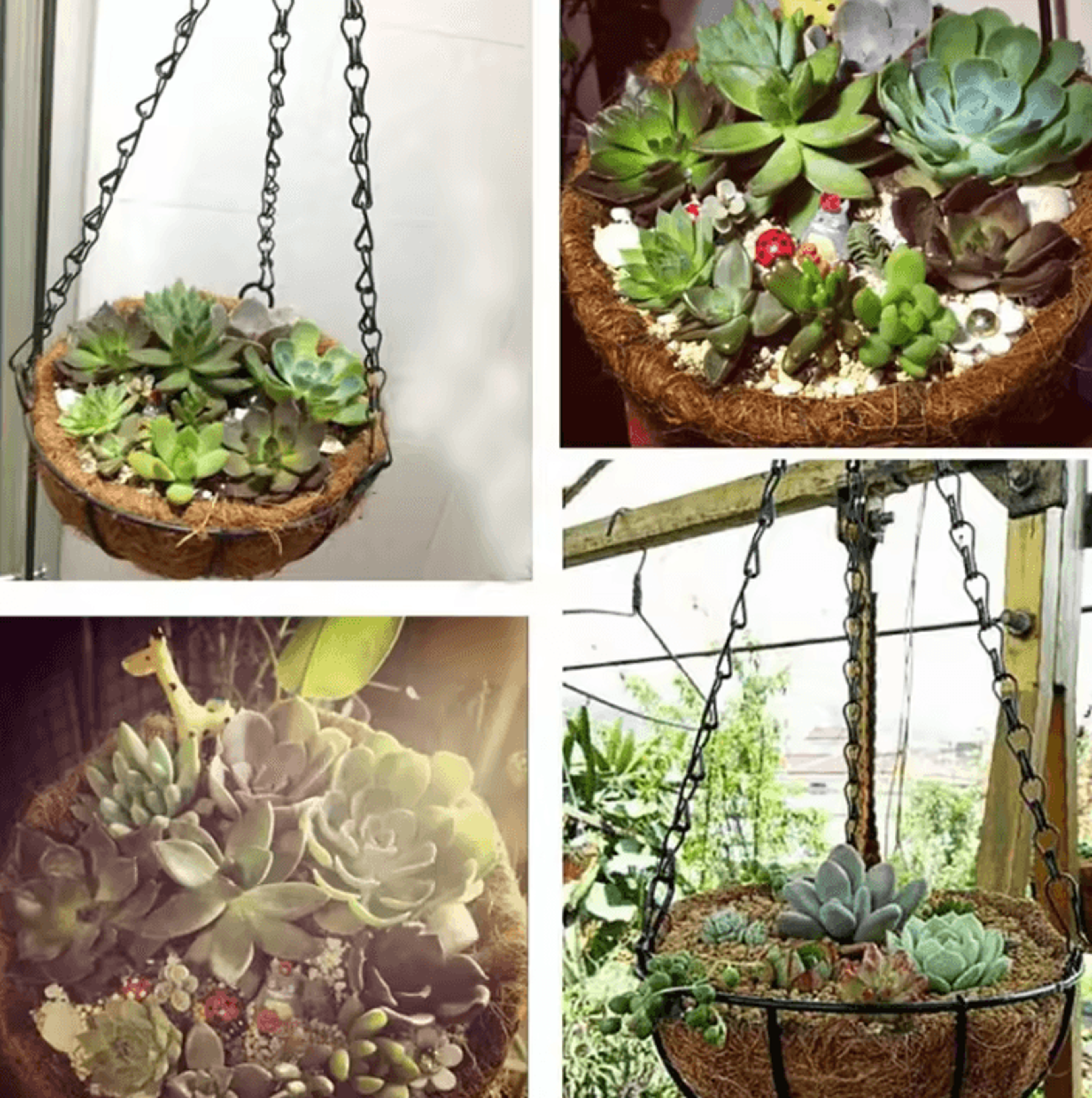 Round Coconut Hanging Planter Basket  Hanging Planter With Iron Chain For Indoor  Outdoor Garden De 2