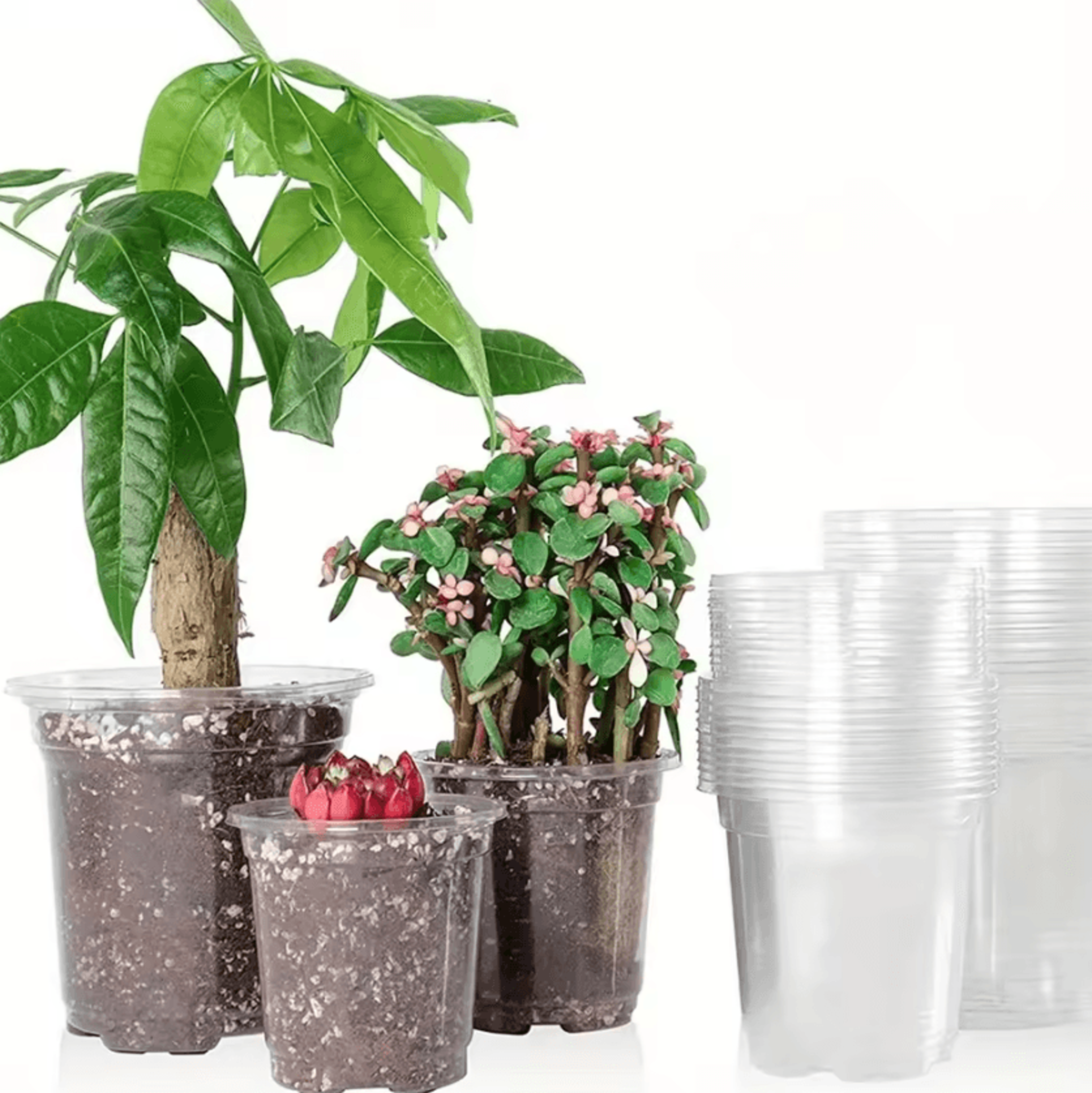 Reinforced Clear Nursery Pots With Drainage Holes 2