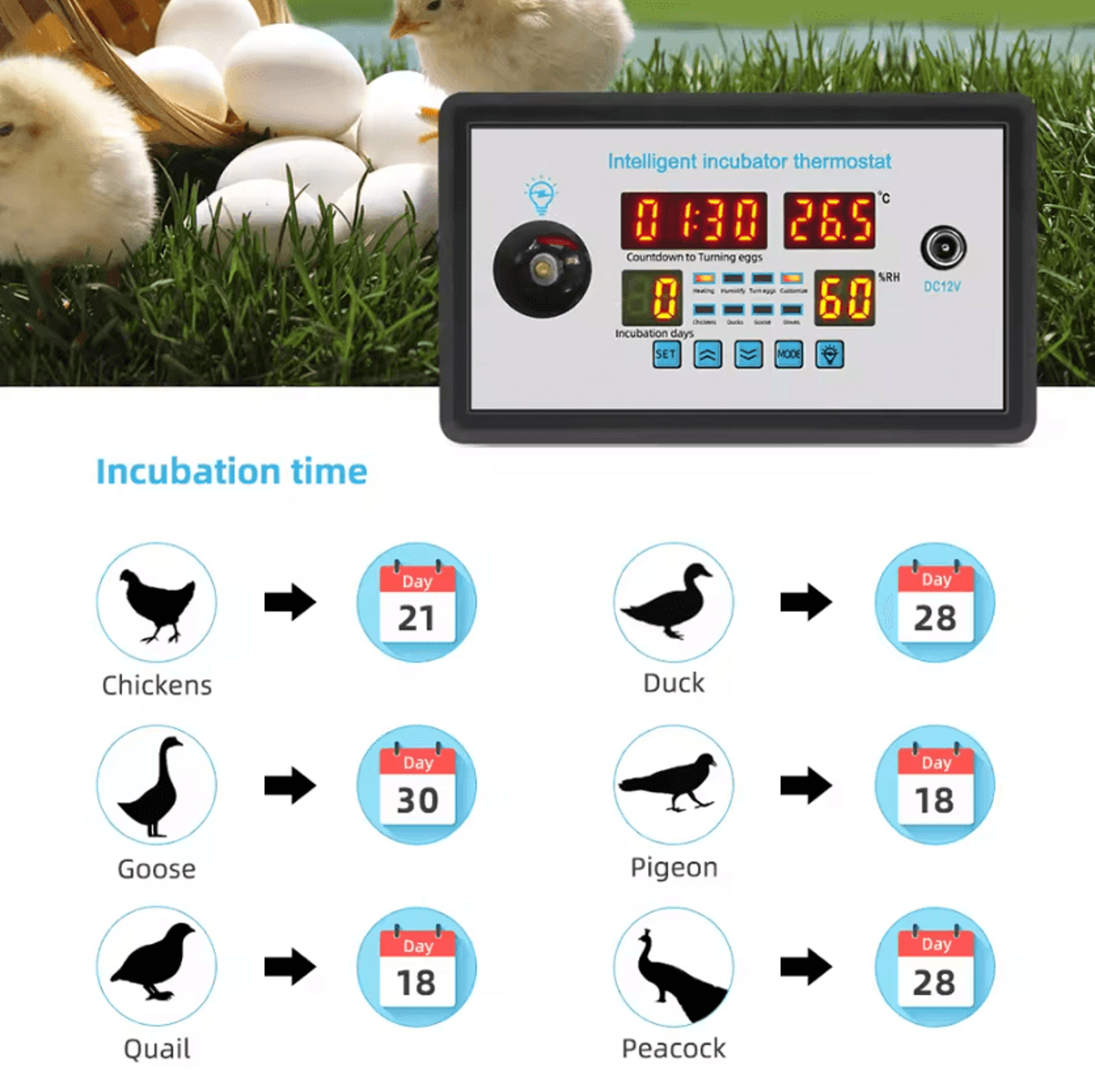 12V Intelligent Egg Incubator Temperature And Humidity Controller 2