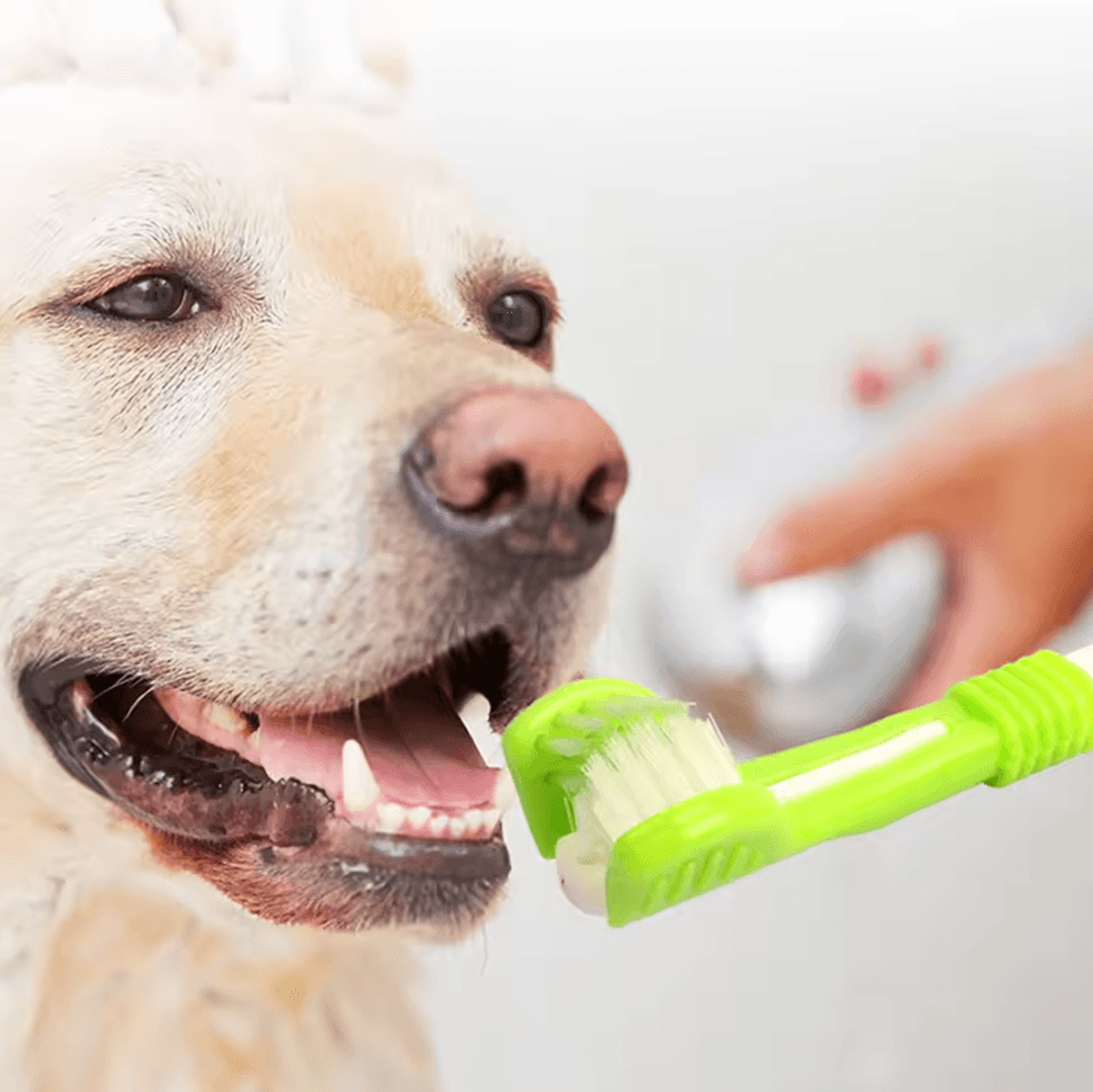 3Sided Pet Dental Toothbrush For Dogs And Cats 2