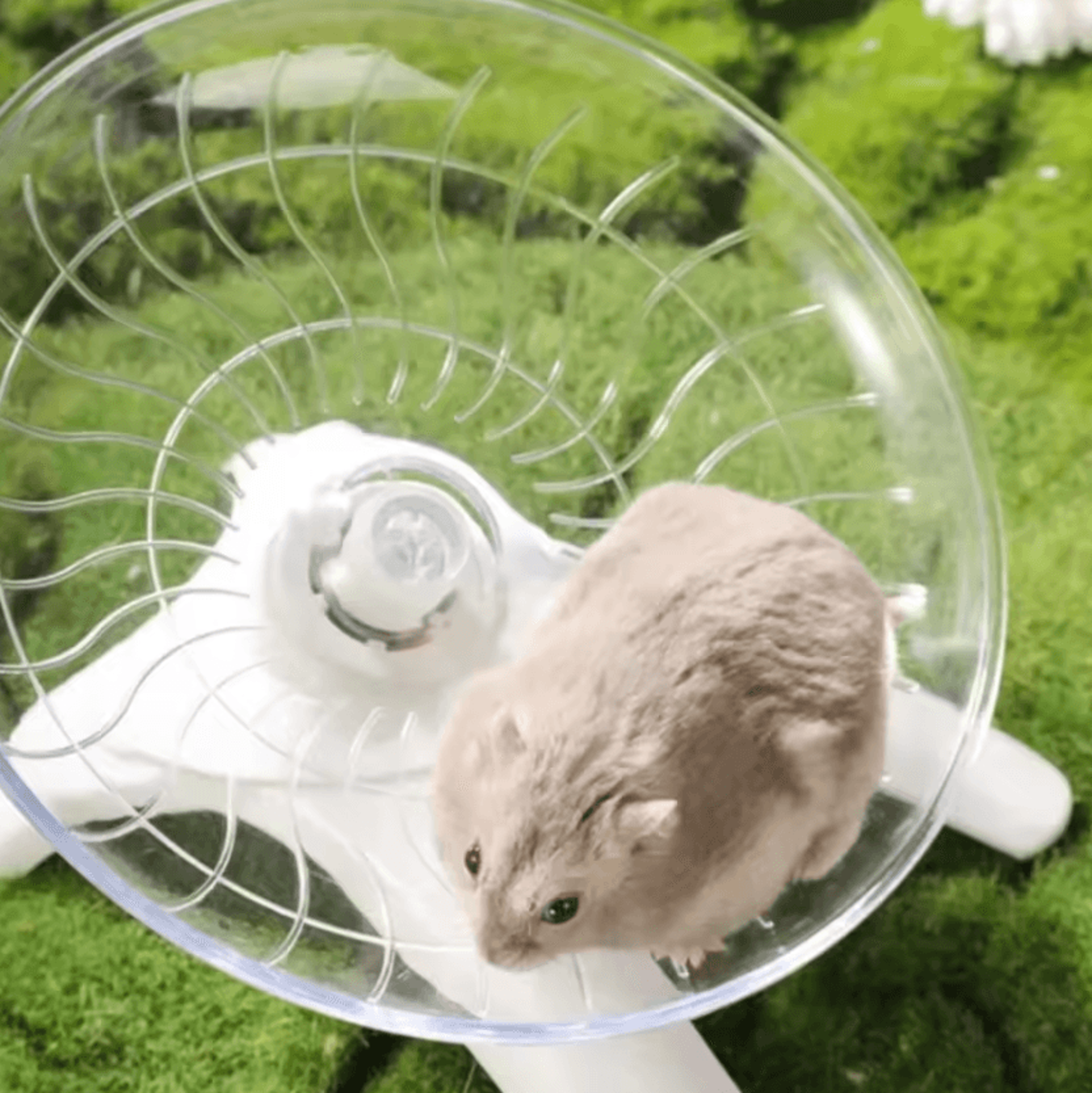 Silent Transparent Hamster Running Disc Exercise Wheel 1