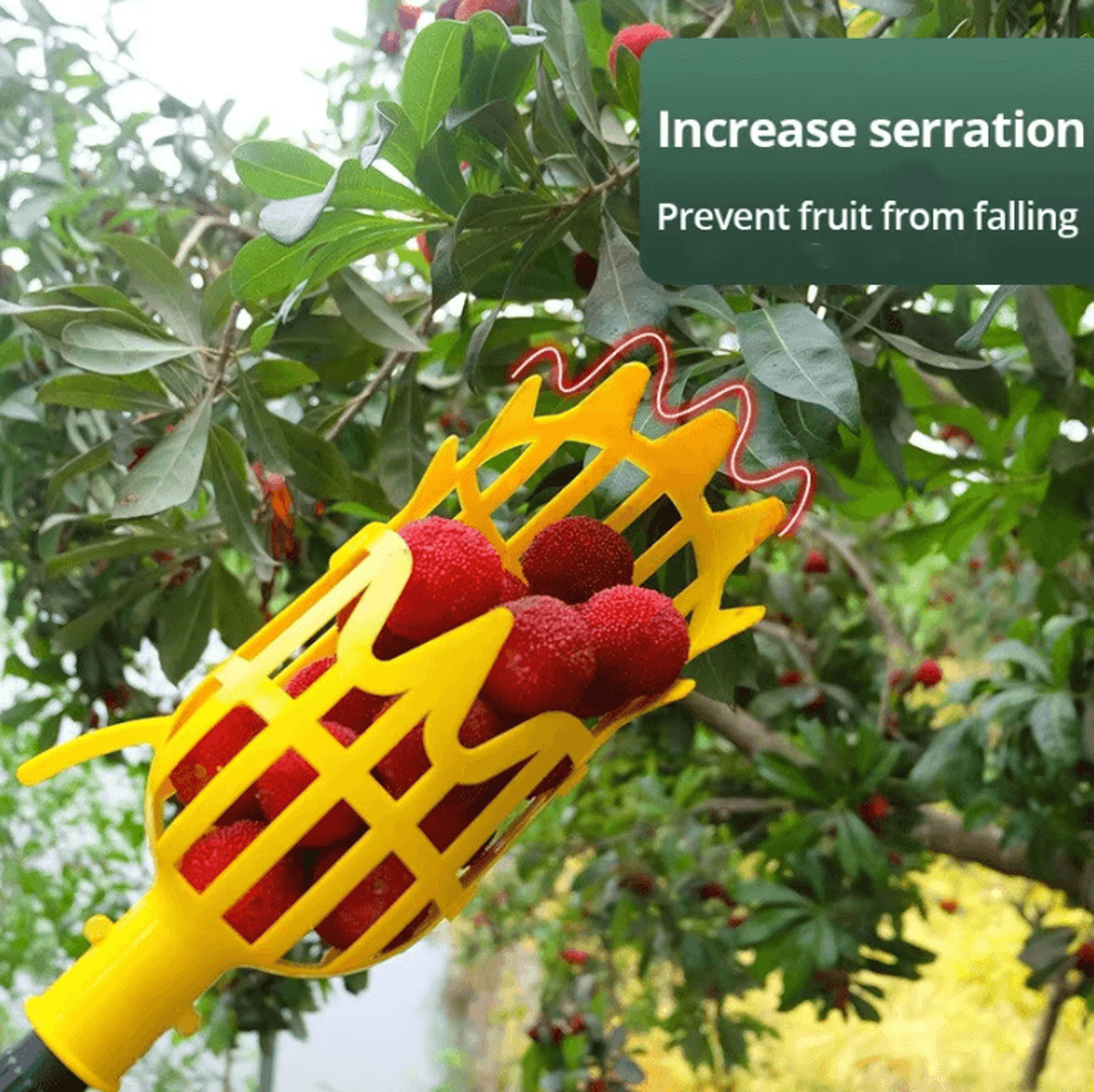Garden Fruit Picker Tool With Deep Basket  Easy Orchard  Yard Harvesting 1