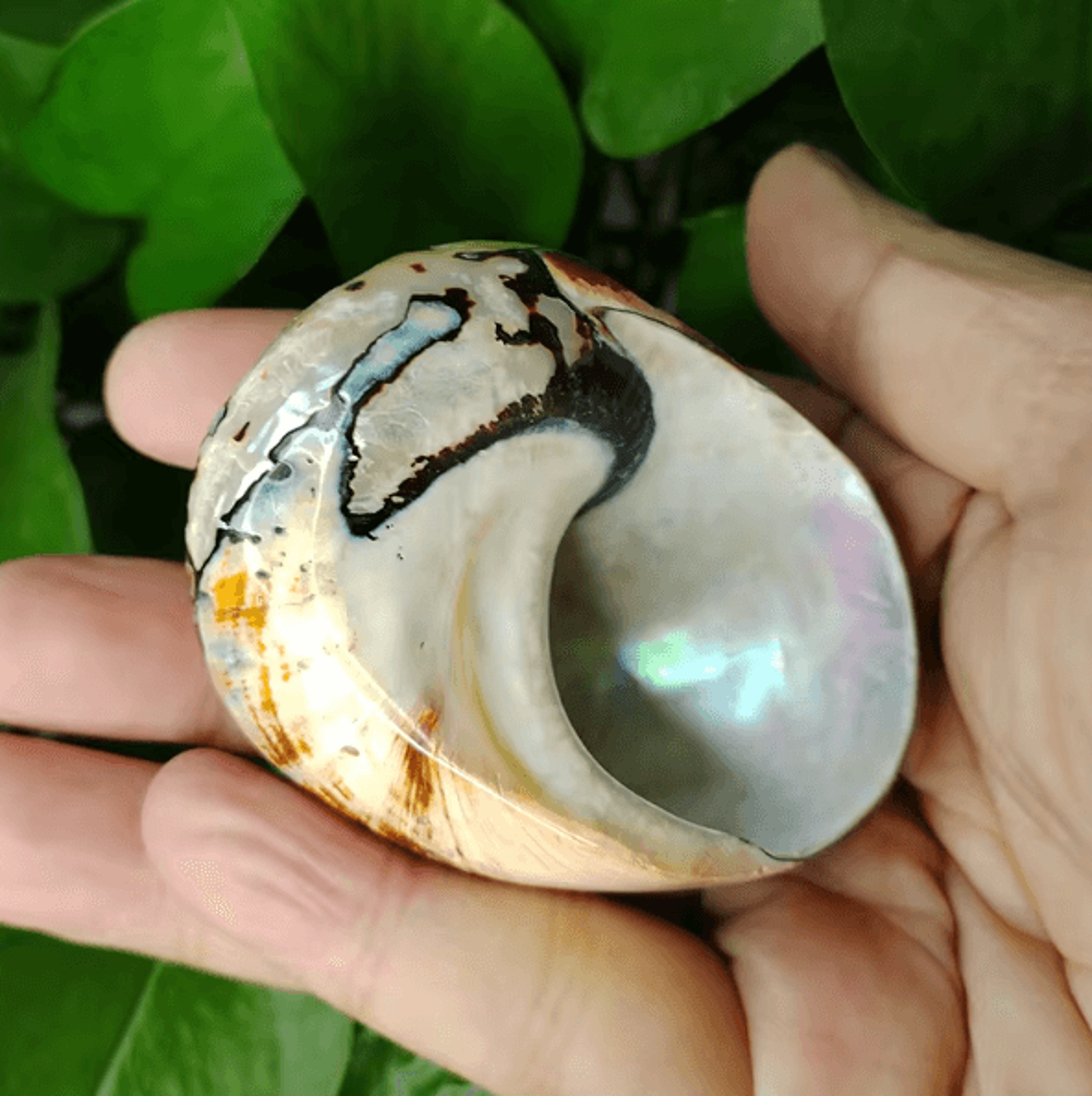 Natural Turban Seashell Decor  Large Turbo Snail Shell Ornament 1