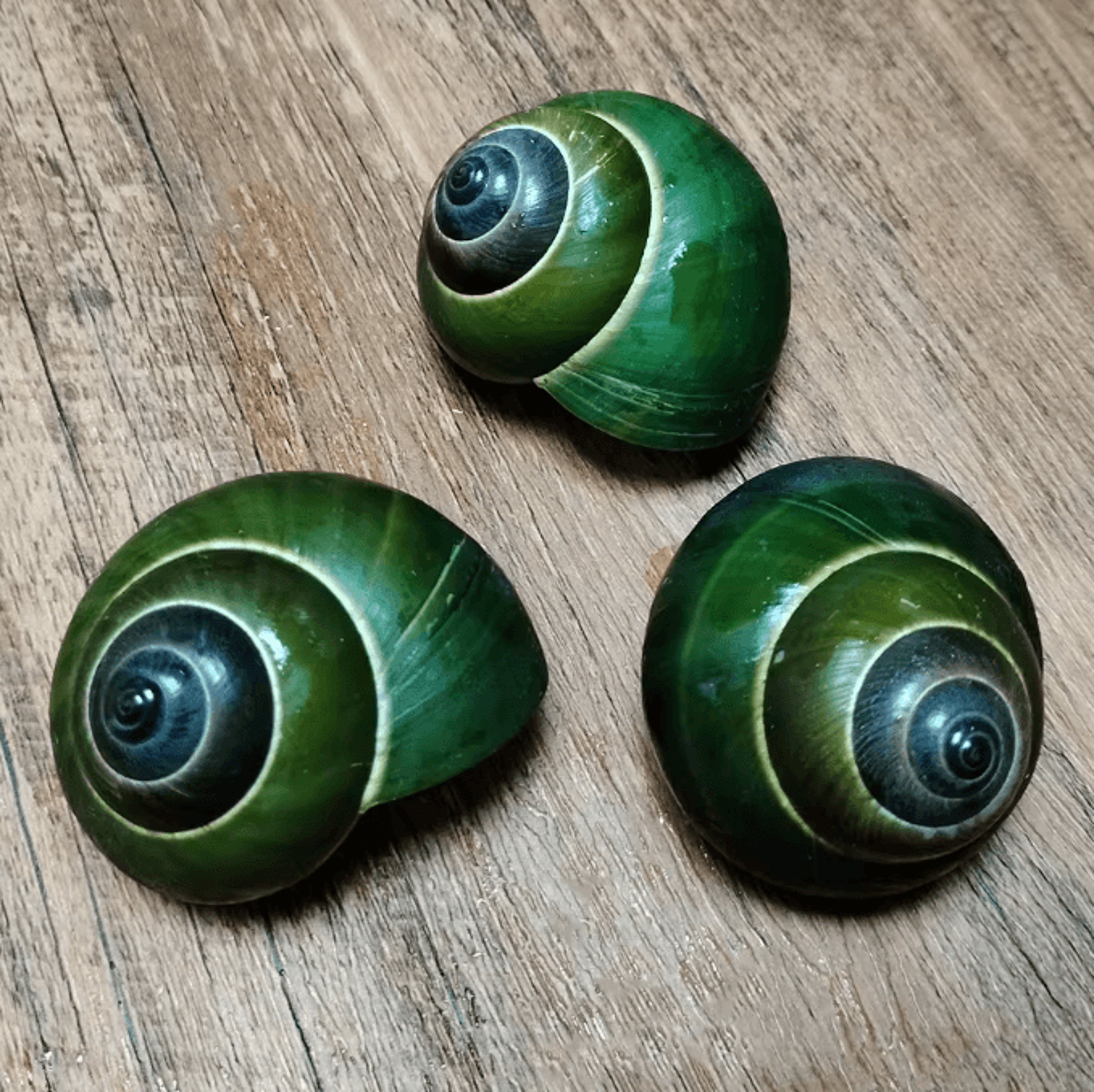 Natural Green Jade Snail Shell  Dyakiidae Aquarium  Decorative Specimen 3