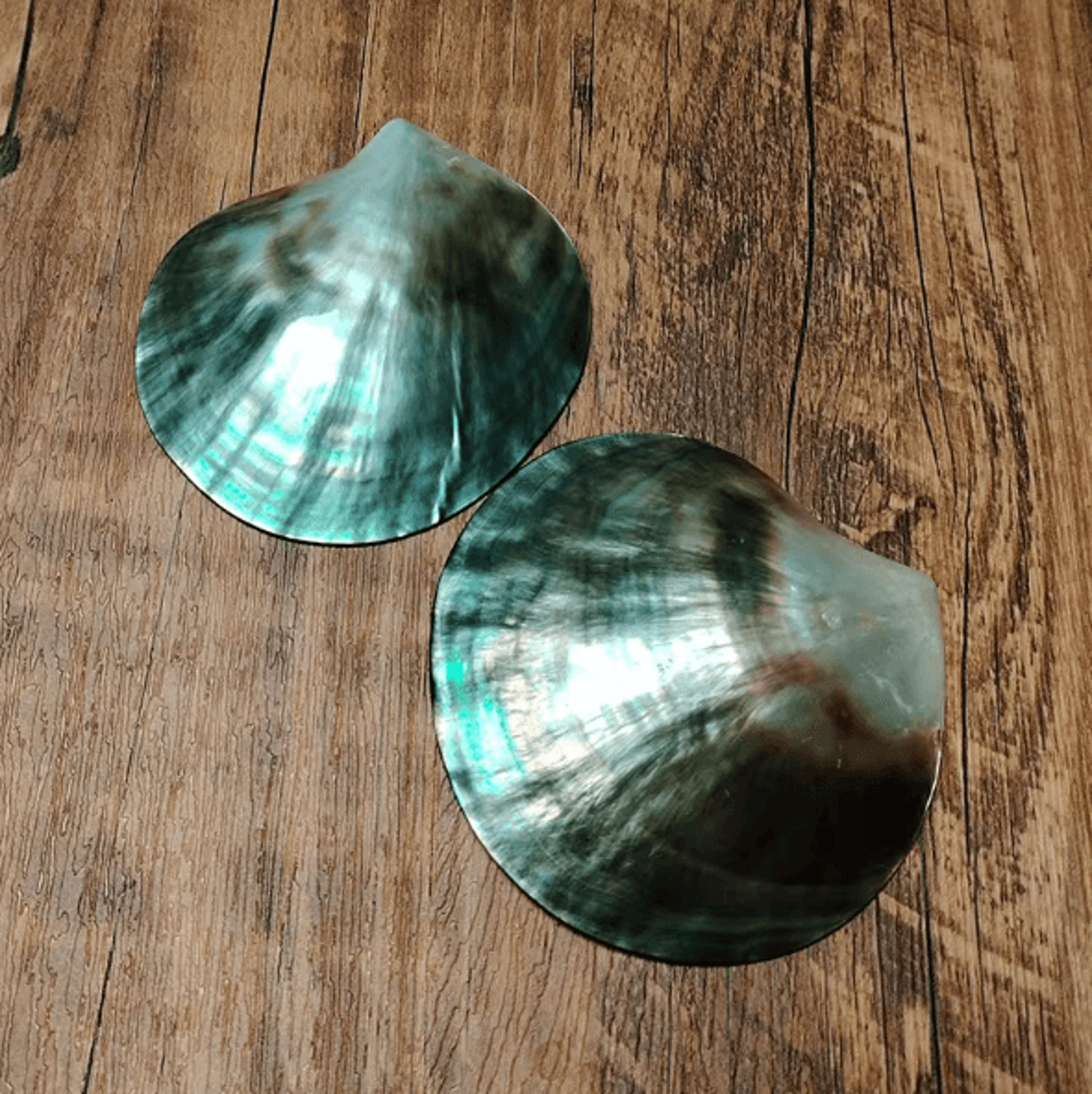 Black Mother Of Pearl Shell  Polished Pinctada Margaritifera Decor  Craft Piece 0