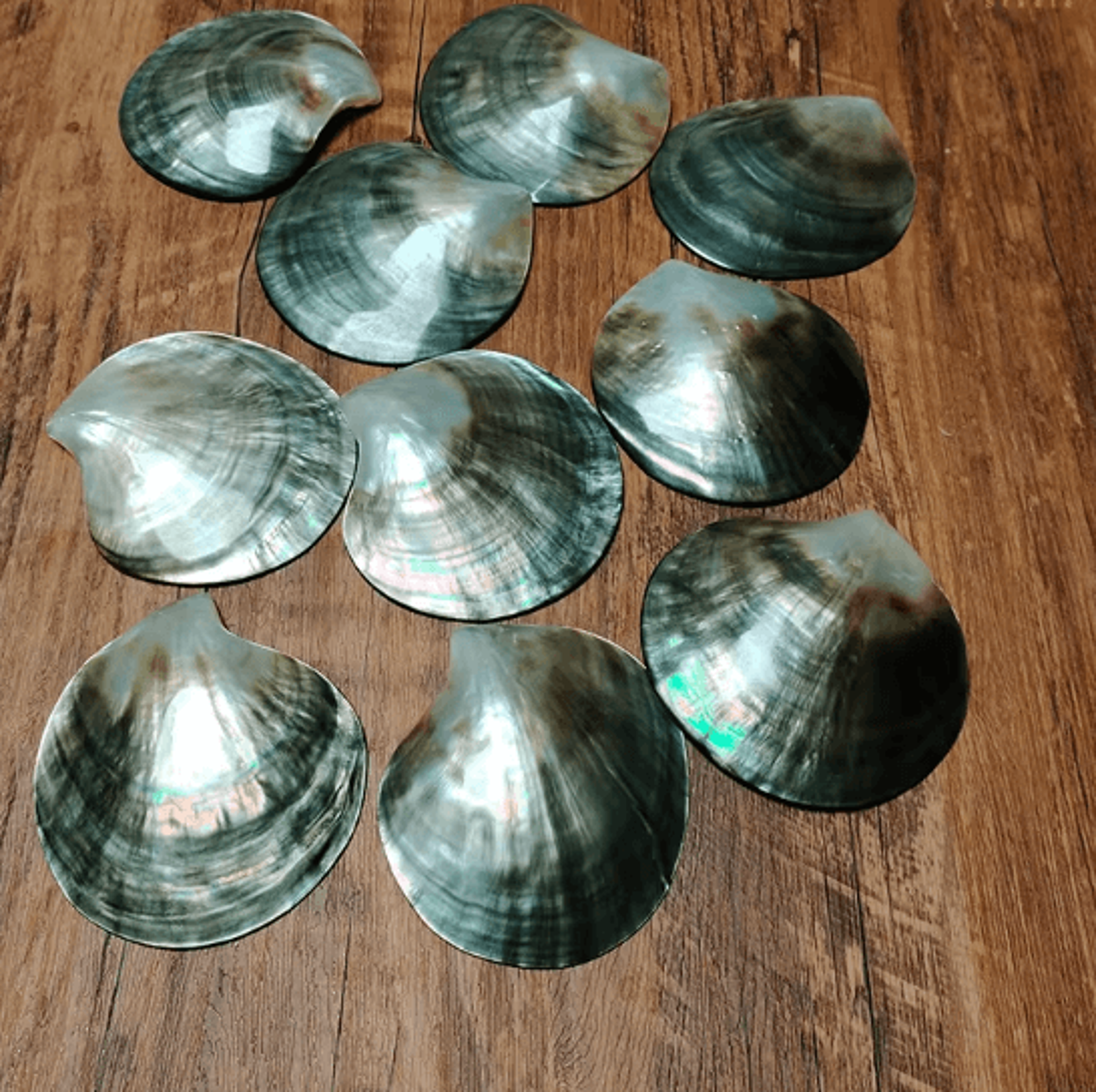 Black Mother Of Pearl Shell  Polished Pinctada Margaritifera Decor  Craft Piece 2