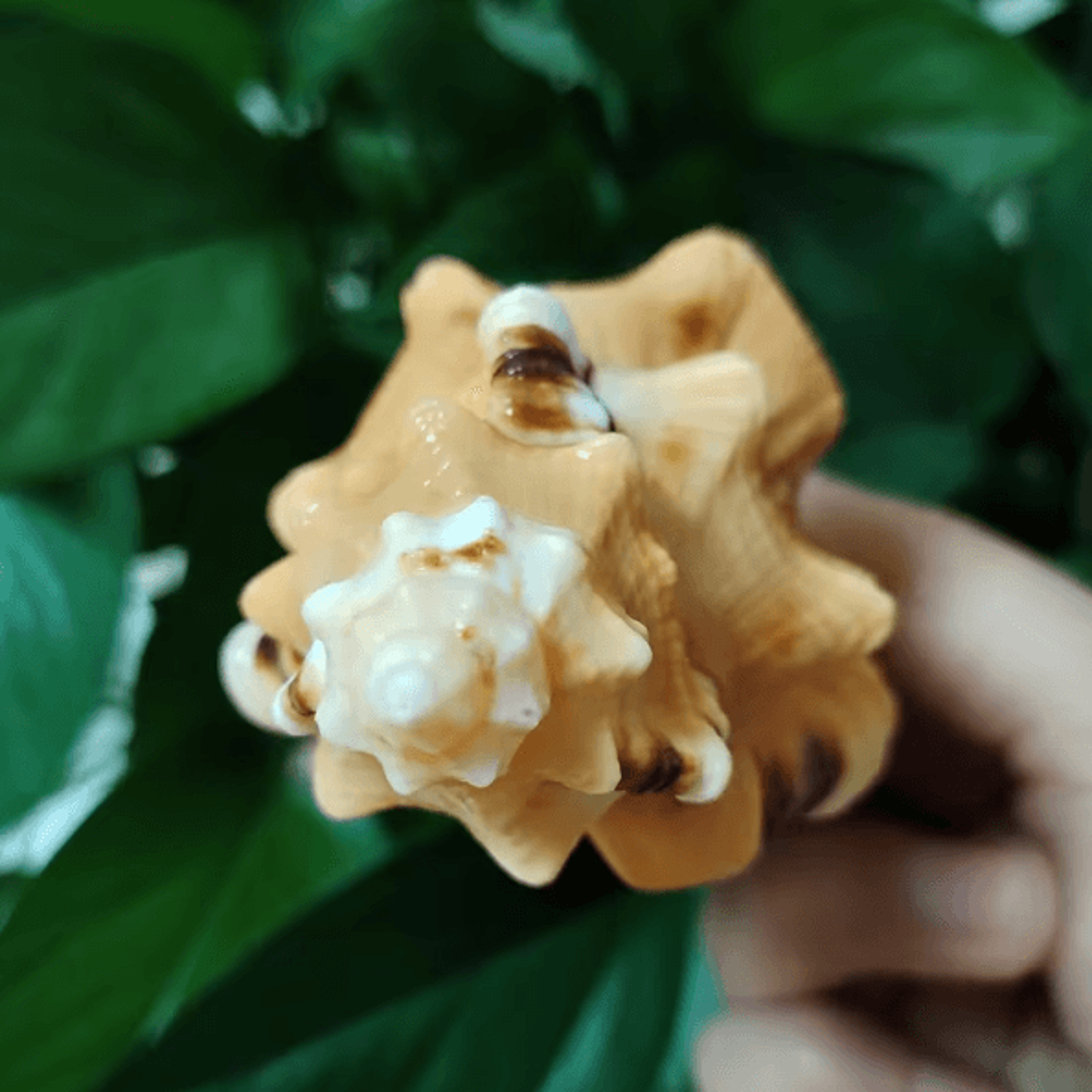 Natural Triton Sea Shell  Cymatium Lotorium Conch Decor  Aquarium Ornament 3