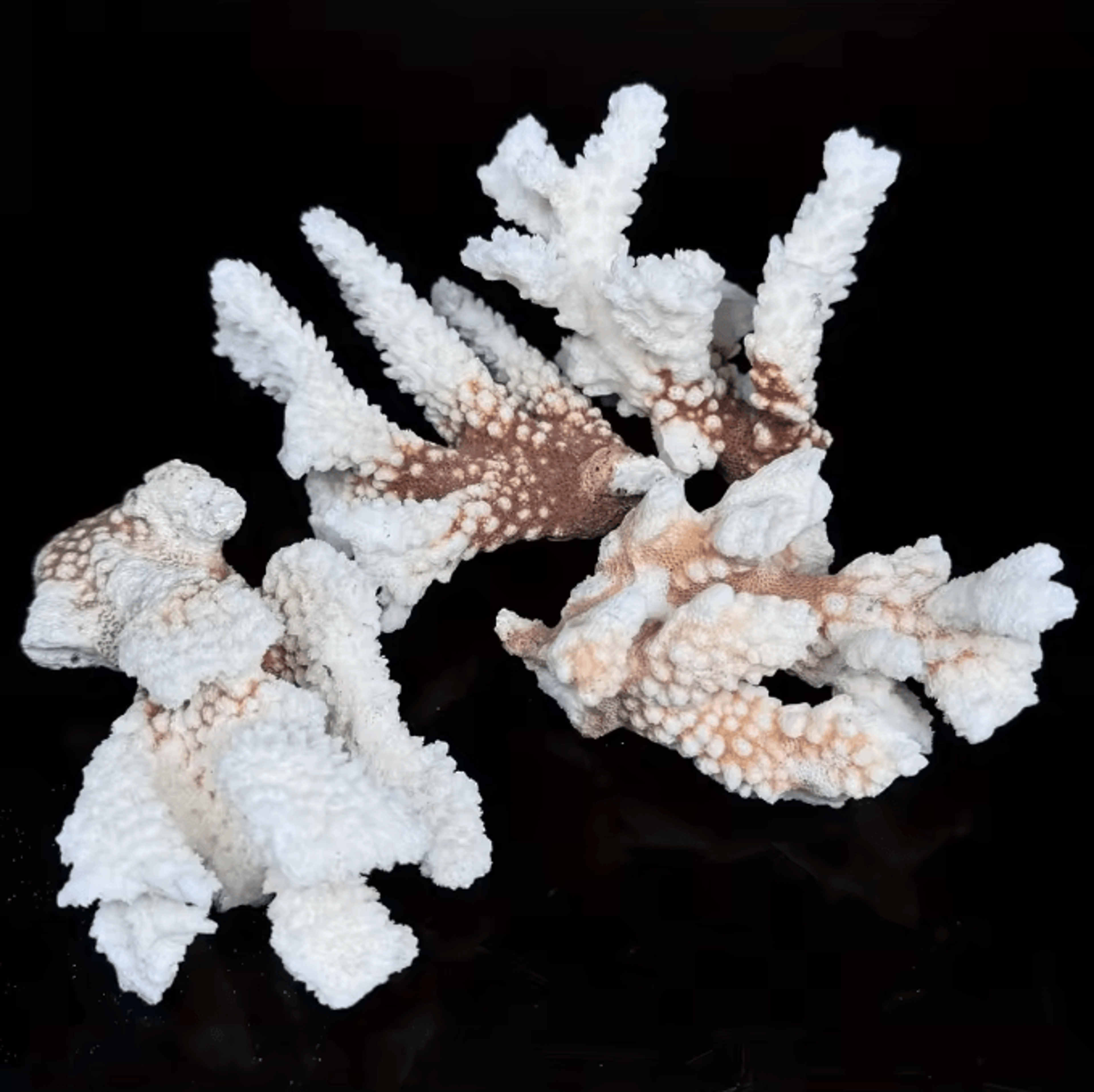 Natural Coral Cluster Fragments  Irregular Stone Decor For Aquarium  Coastal Styling 2
