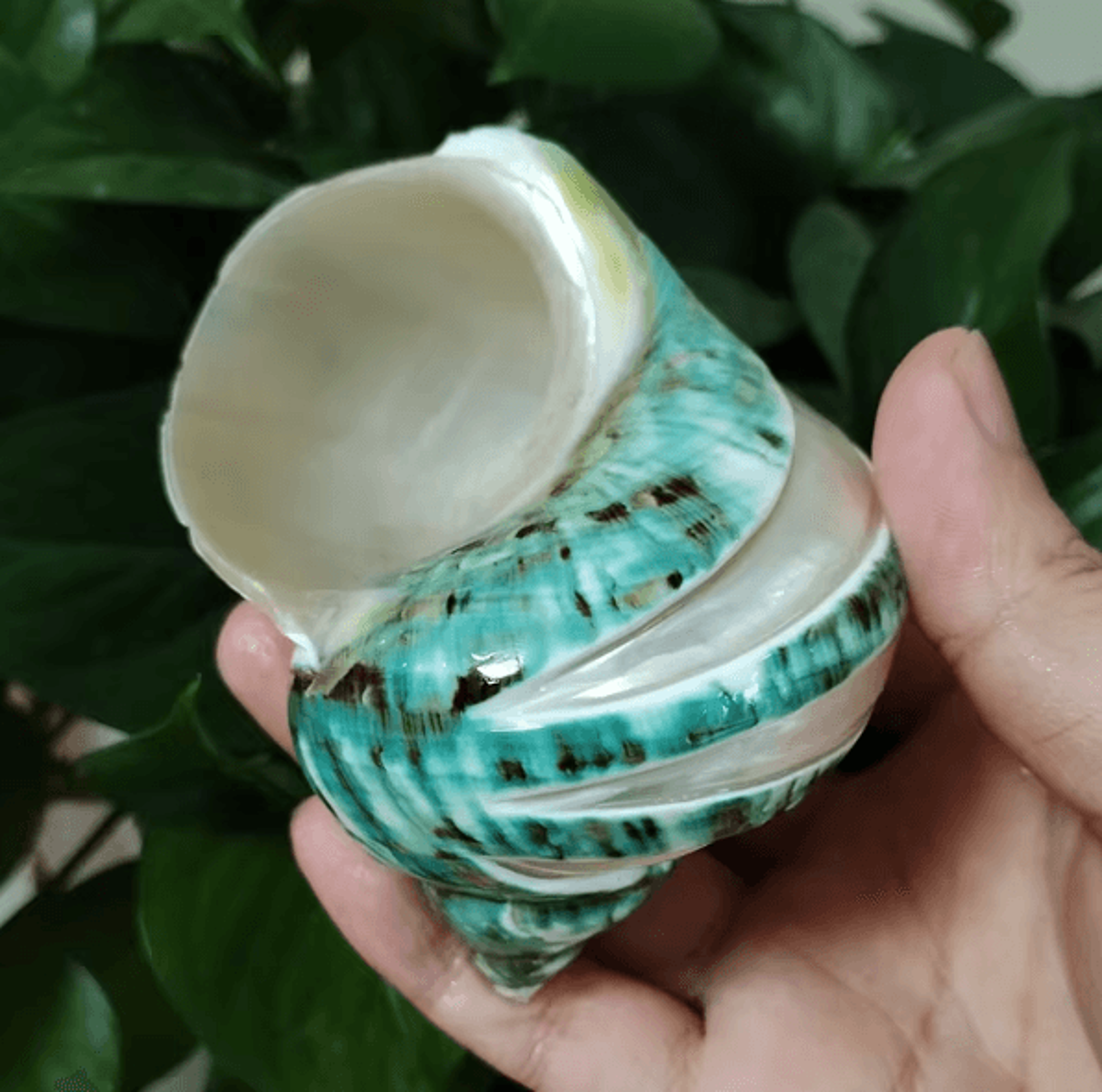 OceanAura Natural Large Hermit Crab Turbo Shells For Coastal Decor  Vase Fillers 0