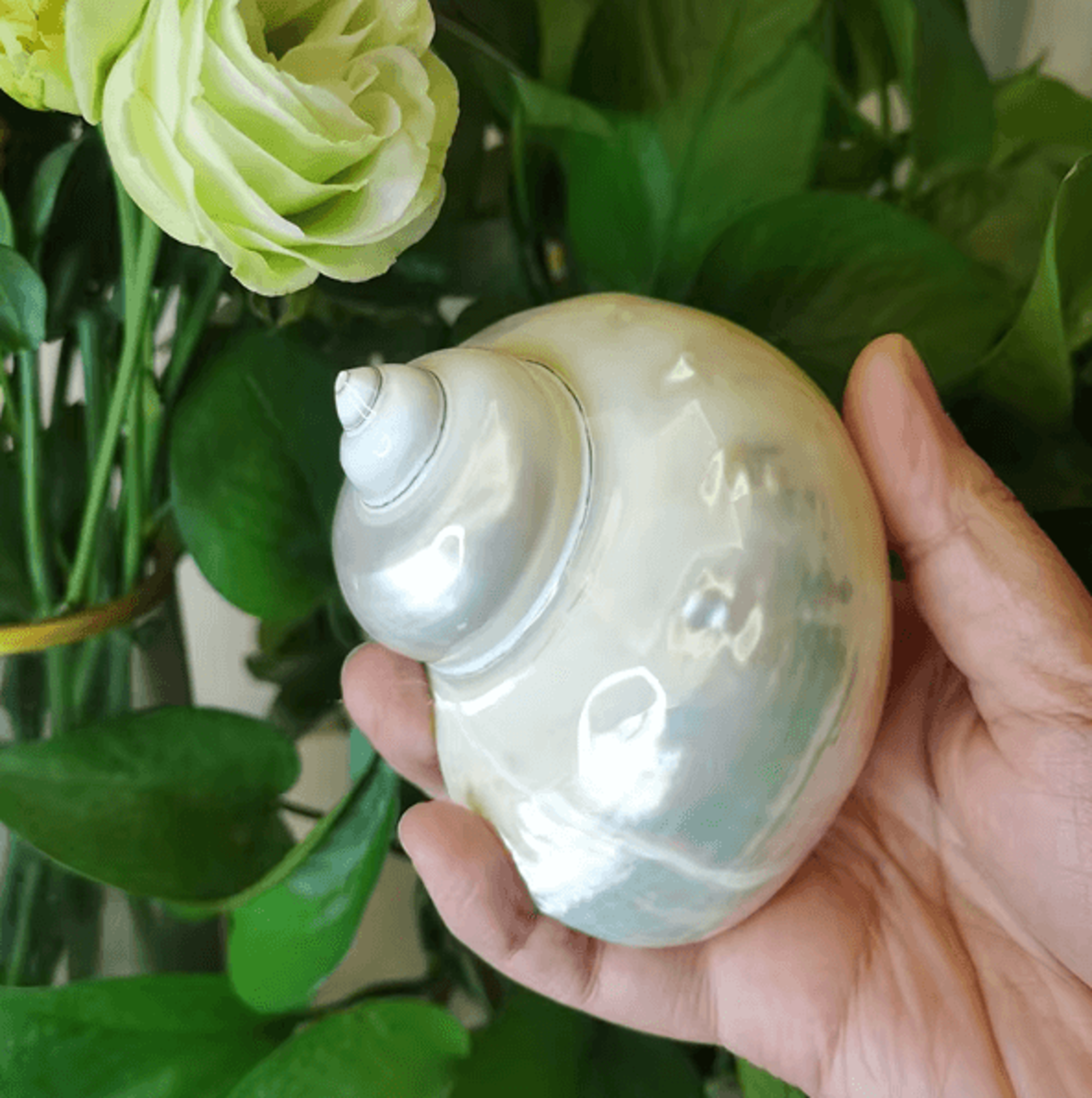 OceanAura Natural Large Hermit Crab Turbo Shells For Coastal Decor  Vase Fillers 2