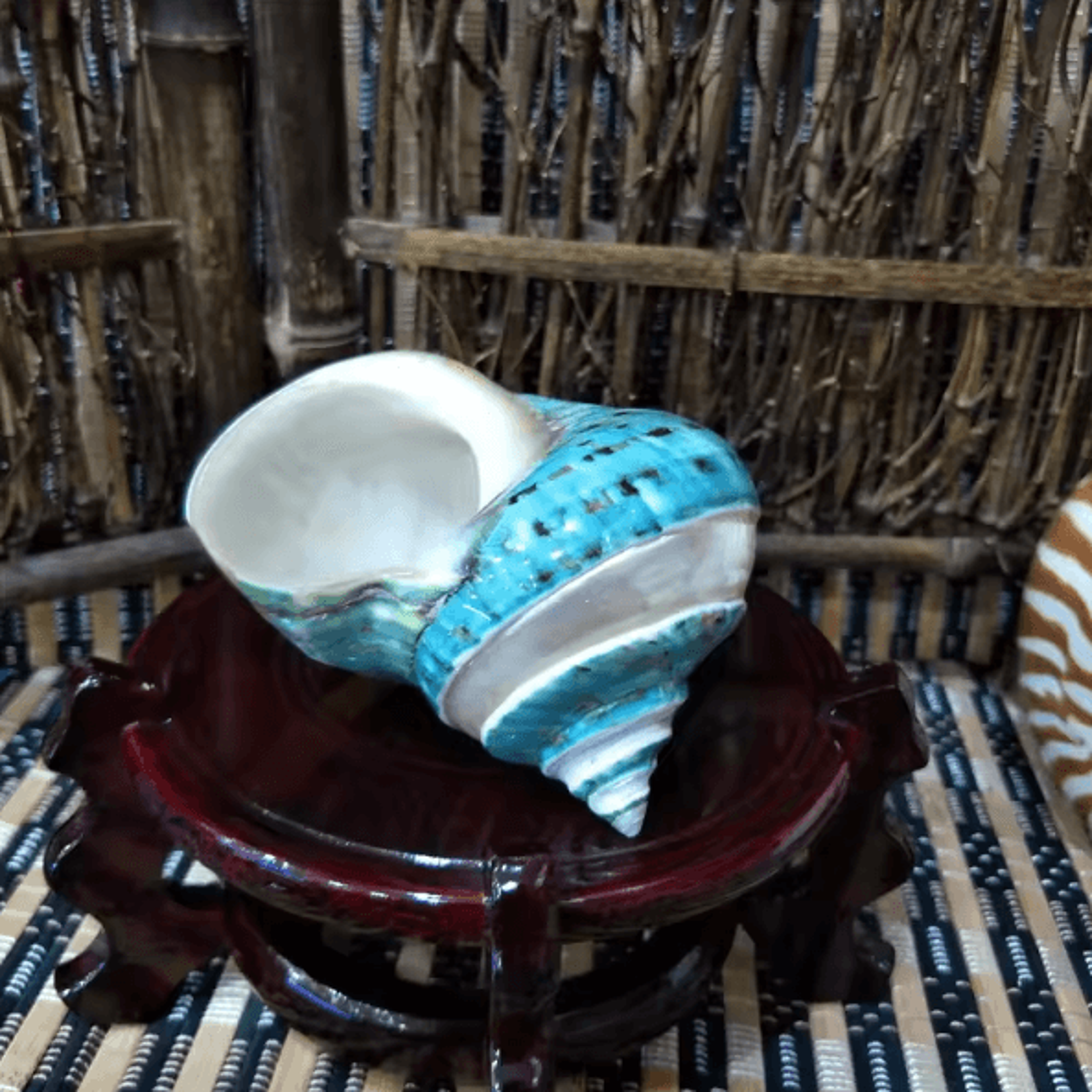 OceanAura Natural Large Hermit Crab Turbo Shells For Coastal Decor  Vase Fillers 4