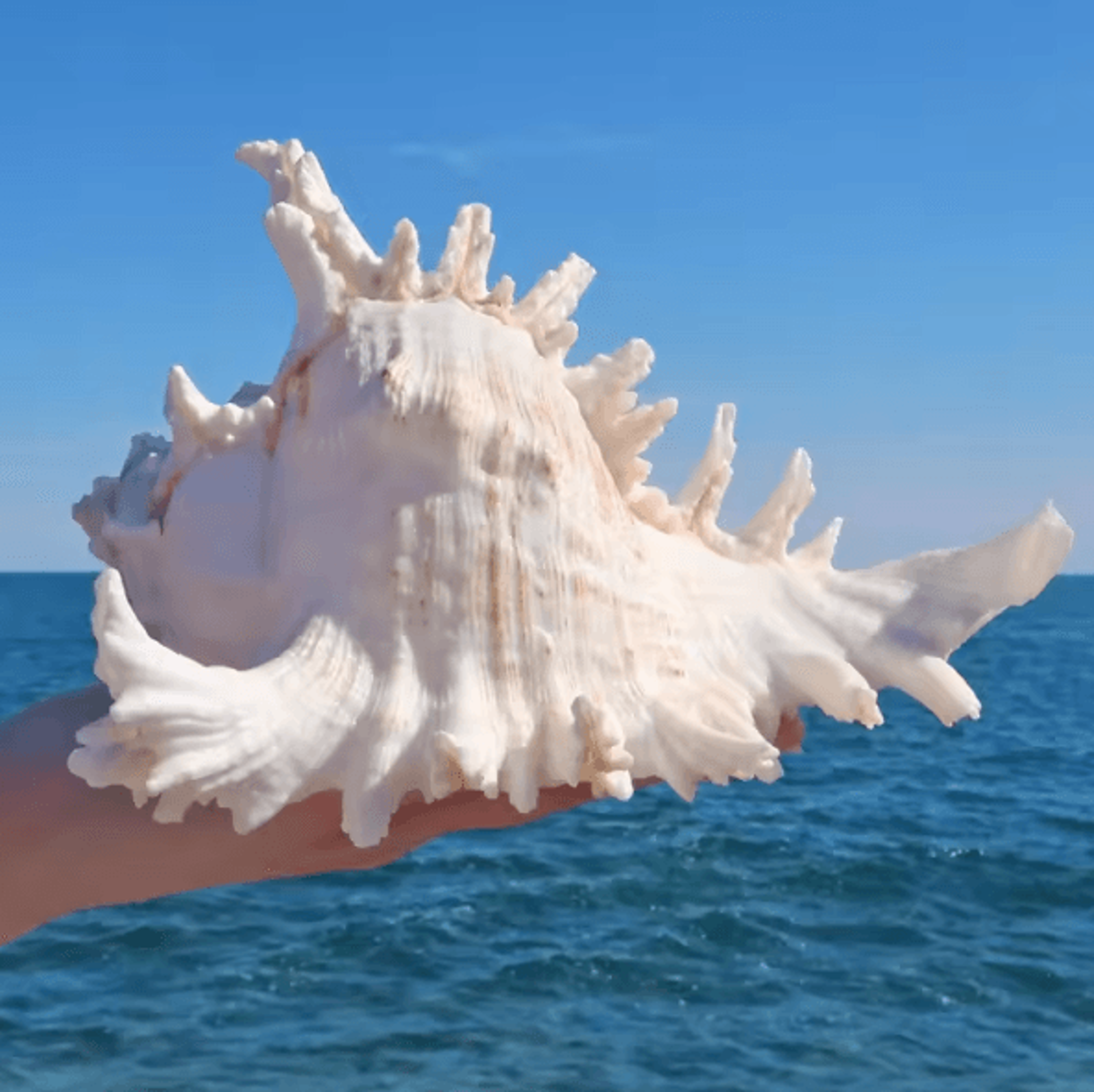 OceanTreasure Large Murex Ramosus Shell Natural Conch Decor For Home  Events 0