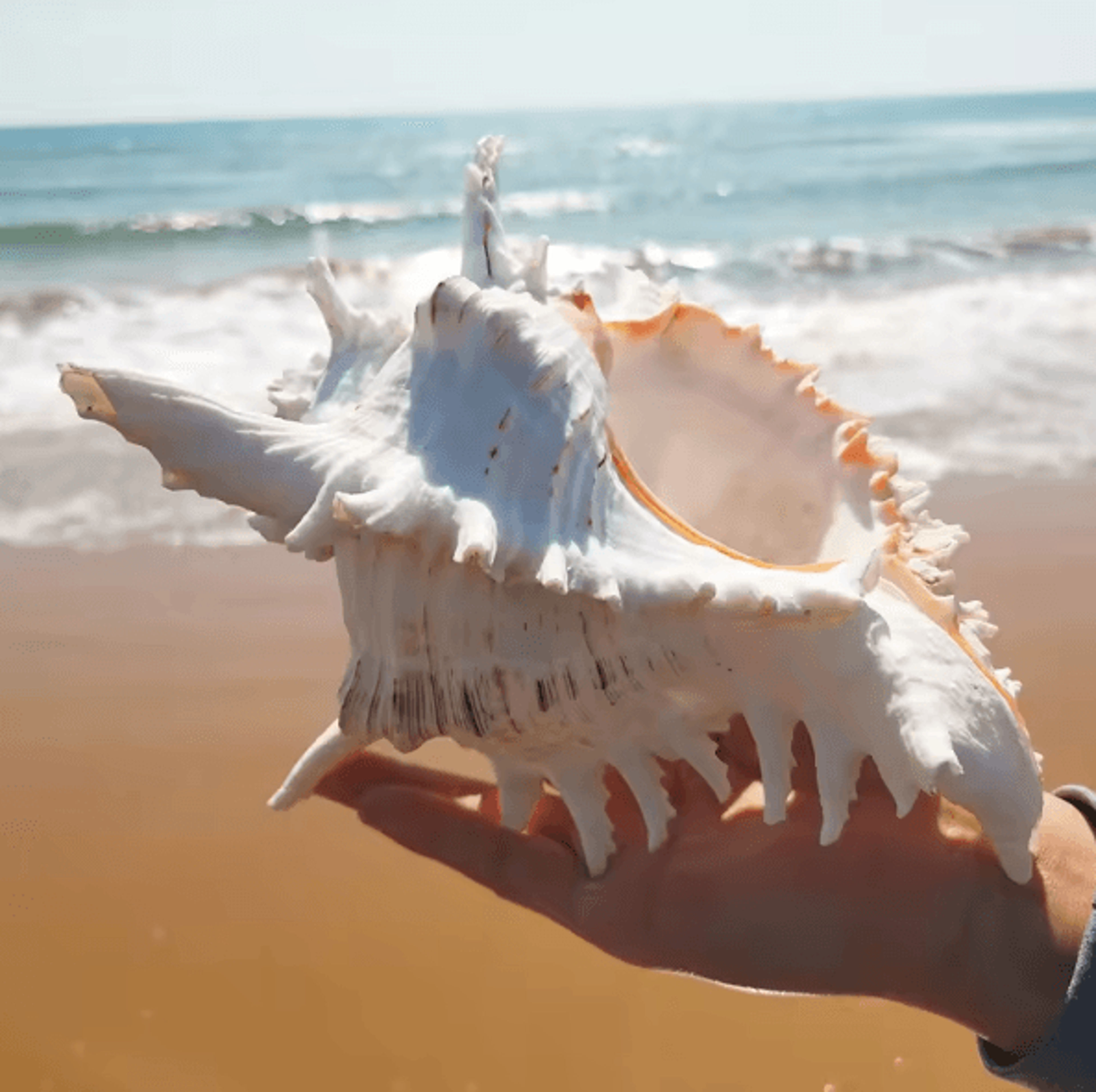 OceanTreasure Large Murex Ramosus Shell Natural Conch Decor For Home  Events 2